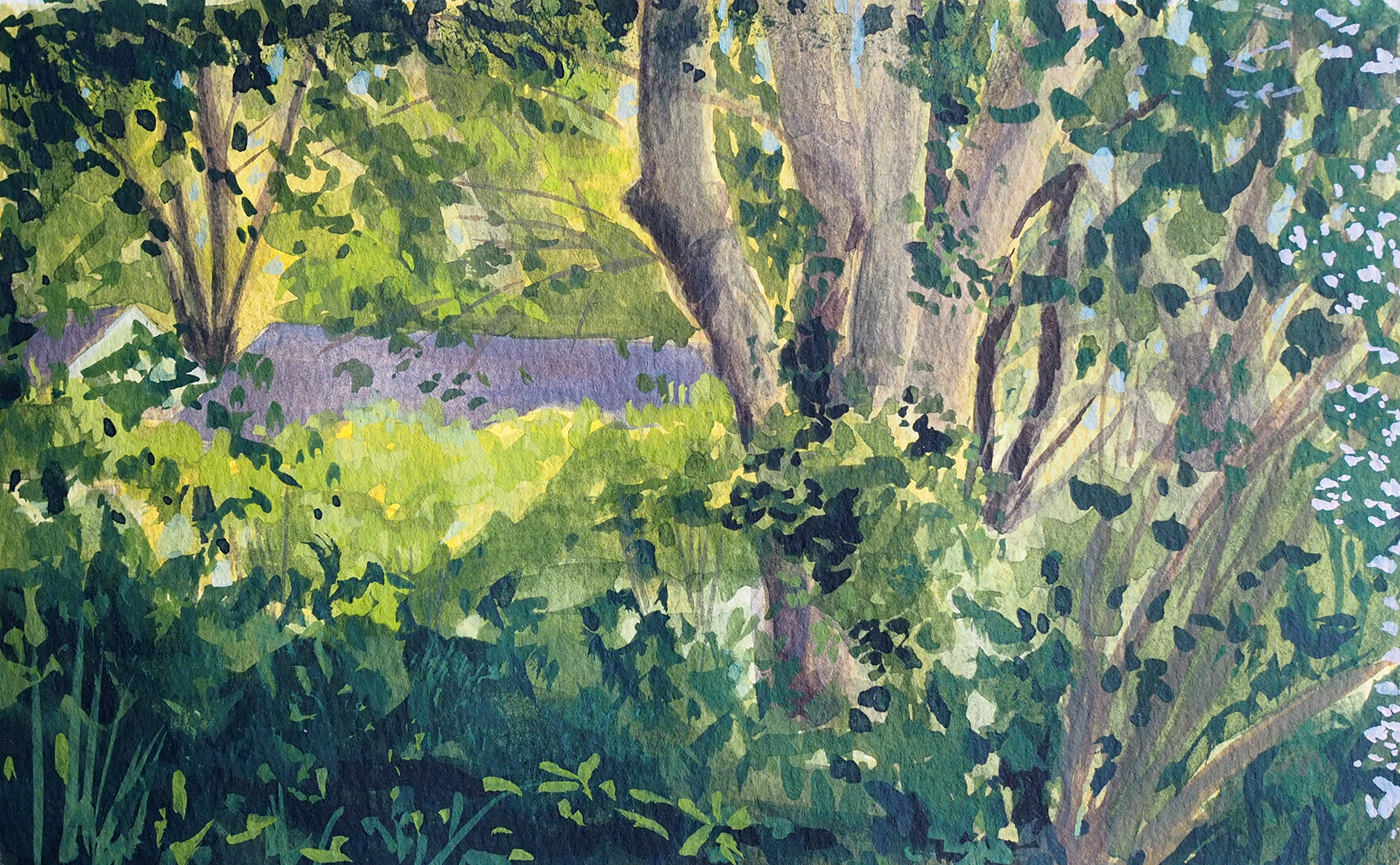 Under the Beauty Bush at Surf Point 