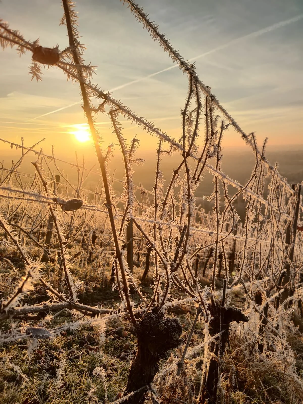 Fr&ouml;stelig und wundersch&ouml;n im Gro&szlig;jenaer Bl&uuml;tengrund ✨

#saaleunstrut #weinberg