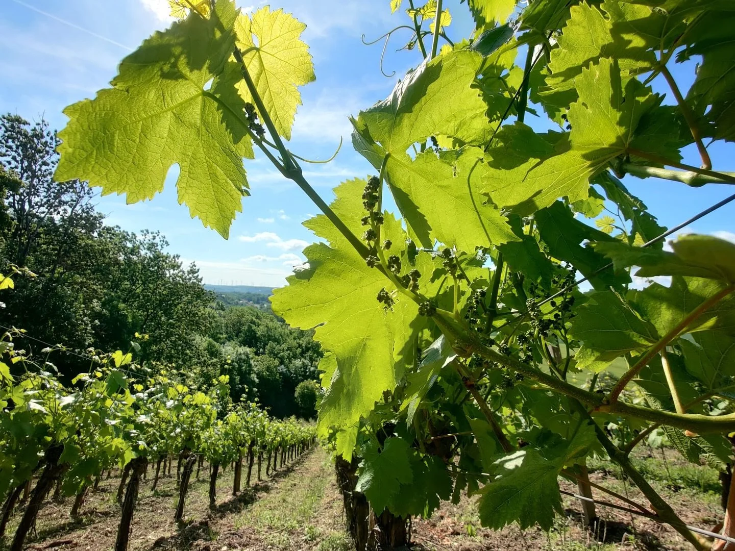Zwischen den Zeilen w&auml;chst der neue Jahrgang heran. ☀️

#saaleunstrut #weinbergsmomente #weinhausheft
