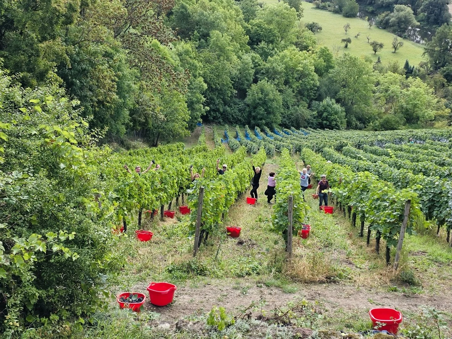 Dieses Wochenende fiel bei uns der Startschuss f&uuml;r die Weinlese 2025 🤩

Den Anfang machten die Sorten M&uuml;ller-Thurgau, Portugieser und Dornfelder. Mit Trauben, die wie gemalt aussahen, und einer gro&szlig;artigen Lesetruppe sind wir hochmot