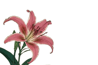 A pink lily flower with green leaves.