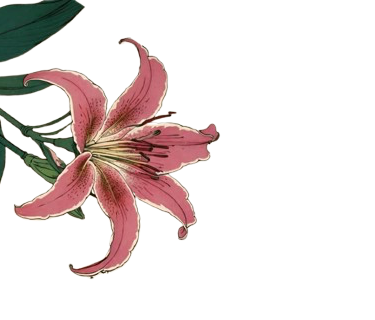 A pink lily flower with green leaves.