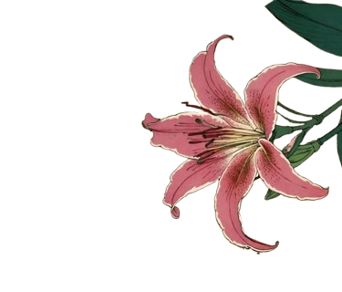 Pink lily flower with green leaves