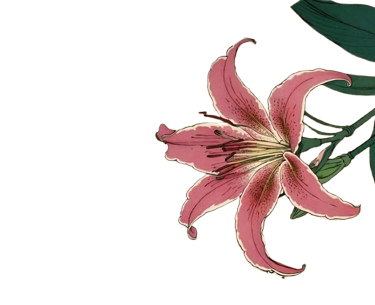 Pink lily flower with green leaves.