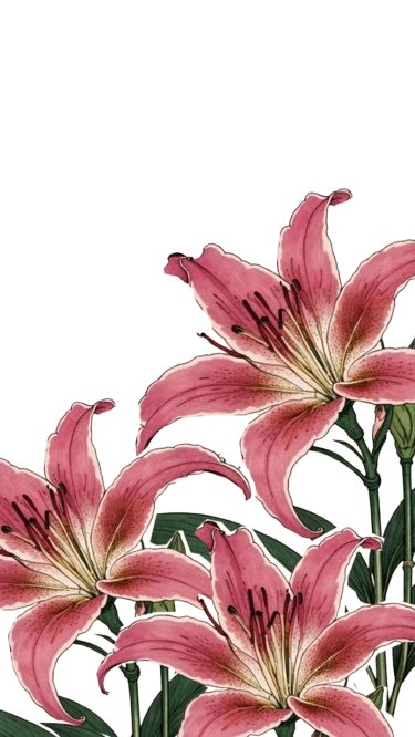 Pink lilies with green foliage against a white background