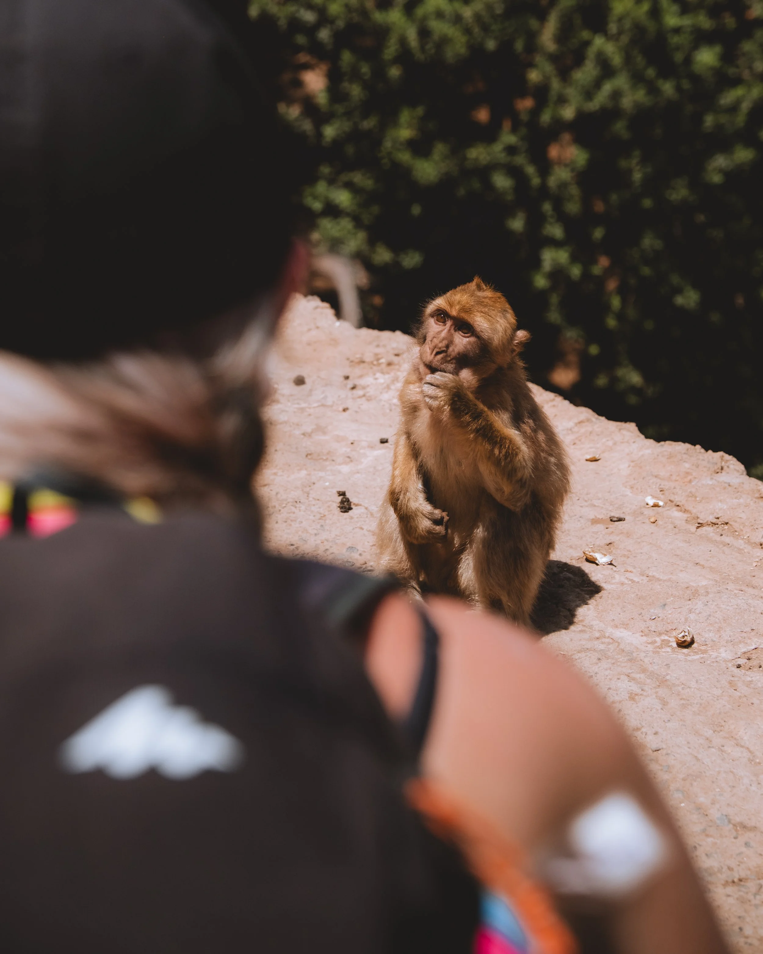 Une personne en premier plan observe un singe en arrière-plan, qui semble pensif, sur une surface rocheuse avec des arbres verts en arrière-plan.