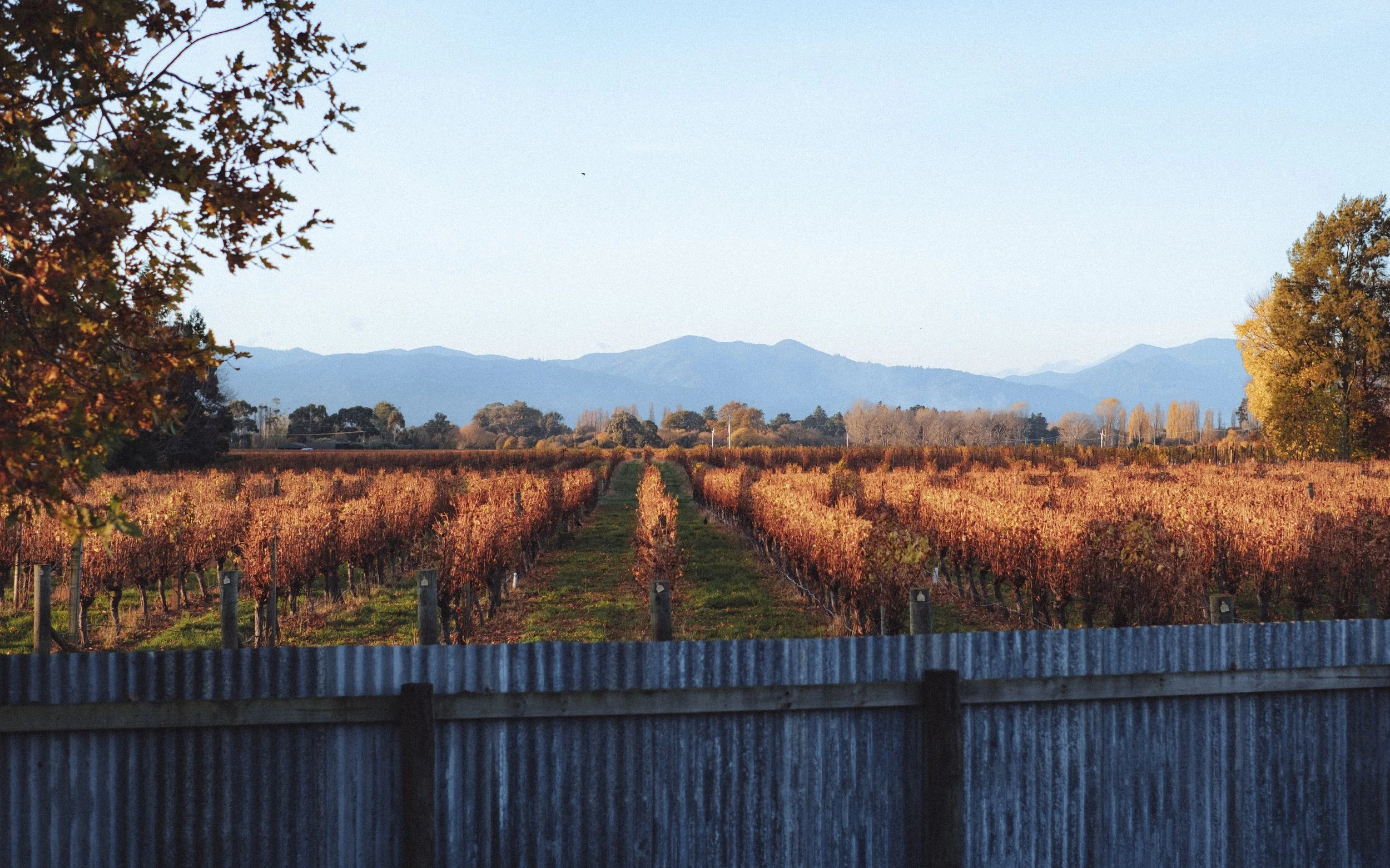 Vignoble avec rangées de vignes en automne, montagnes en arrière-plan, ciel clair, clôture en bois au premier plan.