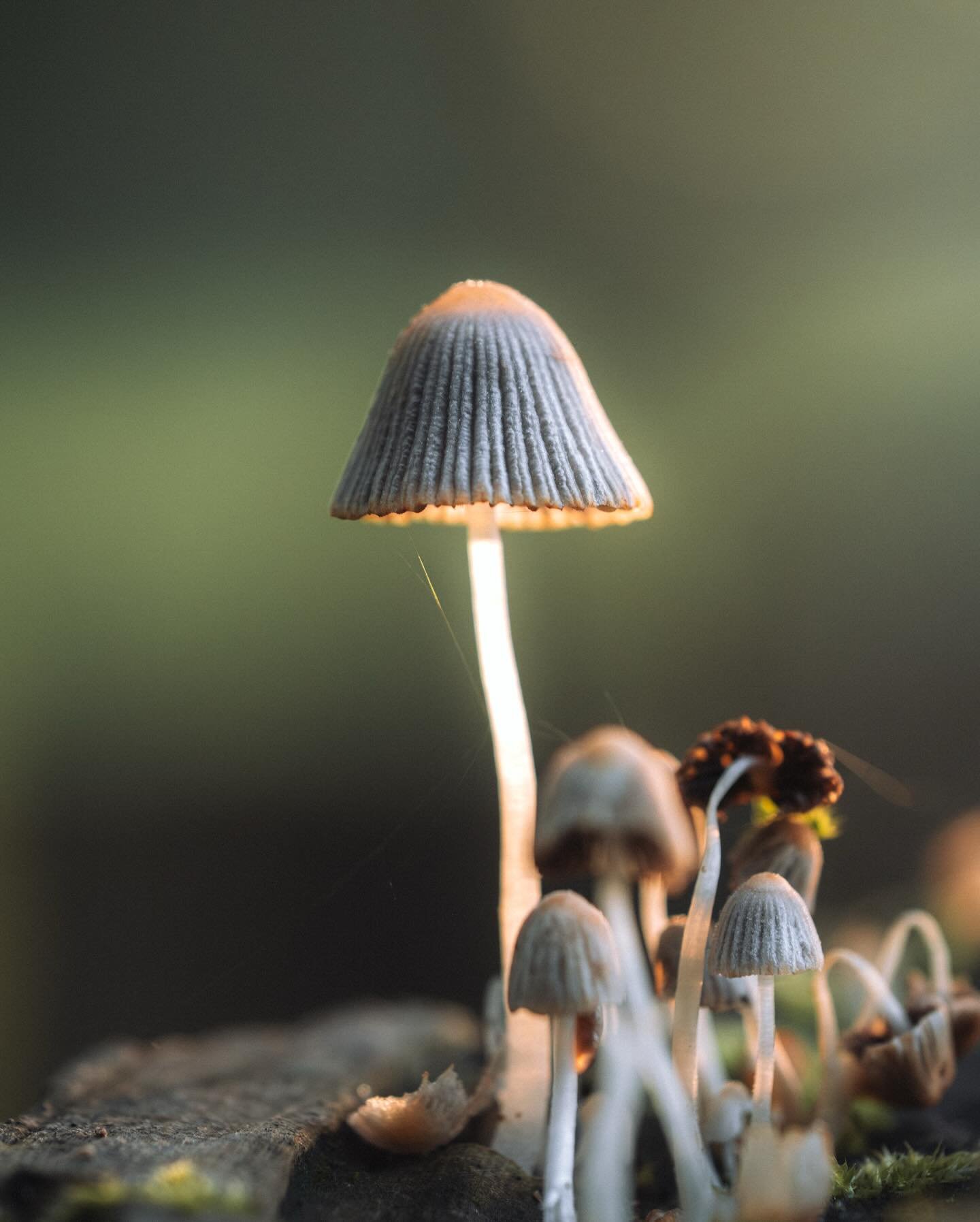Mushroom 🍄&zwj;🟫 Alert 

Les stars de l&rsquo;automne sont de sortie, partout et toujours aussi photog&eacute;niques. Une petite balade en for&ecirc;t et ce sont des clich&eacute;s faciles. 

Falls&rsquo; superstars, they are everywhere and so phot