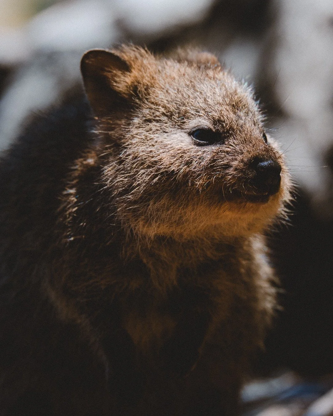 🇦🇺 Faune sauvage d&rsquo;Australie 🐾
Quelques rencontres incroyables avec la faune australienne, captur&eacute;es aux quatre coins du pays.
1️⃣ Quokka &ndash; &Icirc;le de Rottnest
2️⃣ Gu&ecirc;piers arc-en-ciel &ndash; Katherine Gorge (Nitmiluk N