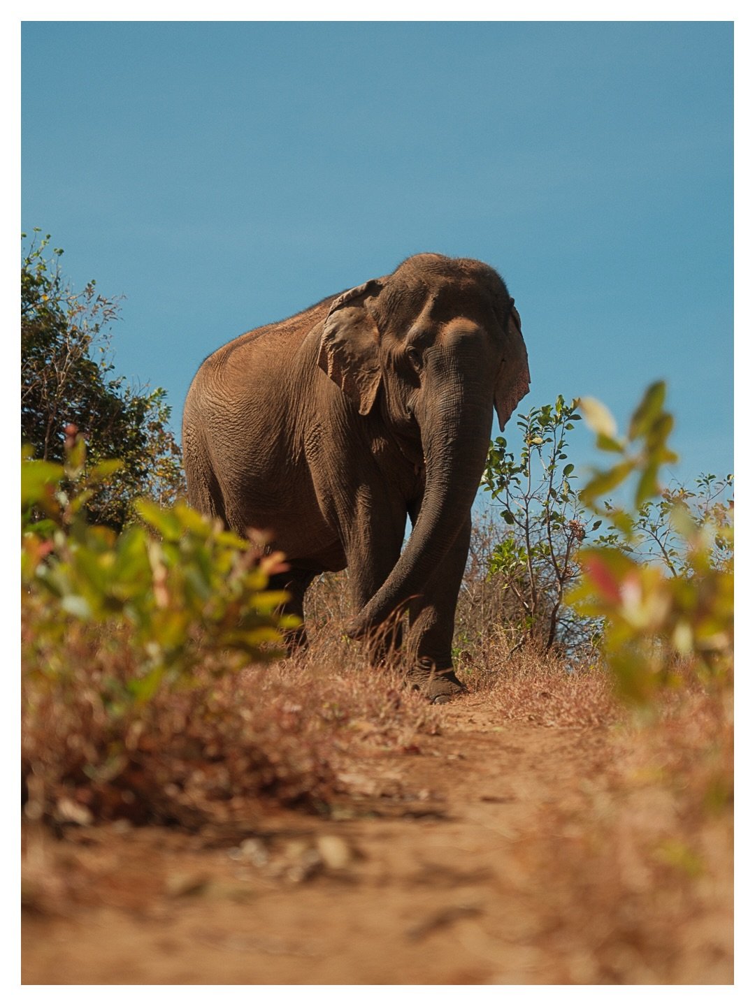 Mondulkiri

FR: Observer les &eacute;l&eacute;phants dans leur milieu naturel, &agrave; leur propre rythme. Pas de spectacle, juste le calme de la jungle cambodgienne et le respect de ces g&eacute;ants. Une exp&eacute;rience authentique et &eacute;th