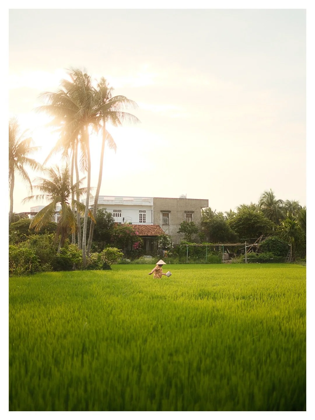 Hội An, before the light dies

FR: 
Hội An, avant que la lumi&egrave;re parte.C&rsquo;est une rizi&egrave;re comme il en existe des milliers ici. Mais &agrave; cette heure-l&agrave;, avec ce soleil qui passe derri&egrave;re les cocotiers &mdash; &cce