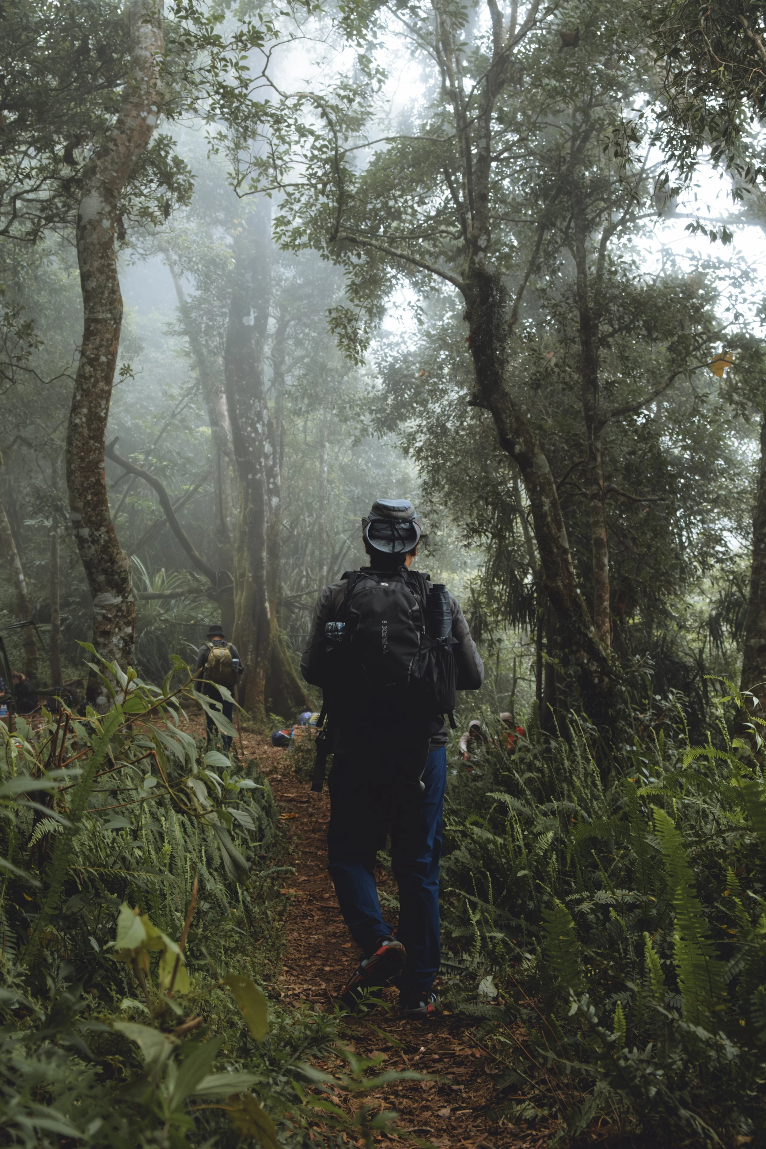 Groupe de personnes faisant de la randonnée dans une forêt brumeuse, portant des sacs à dos et des vêtements adaptés à la marche en nature.