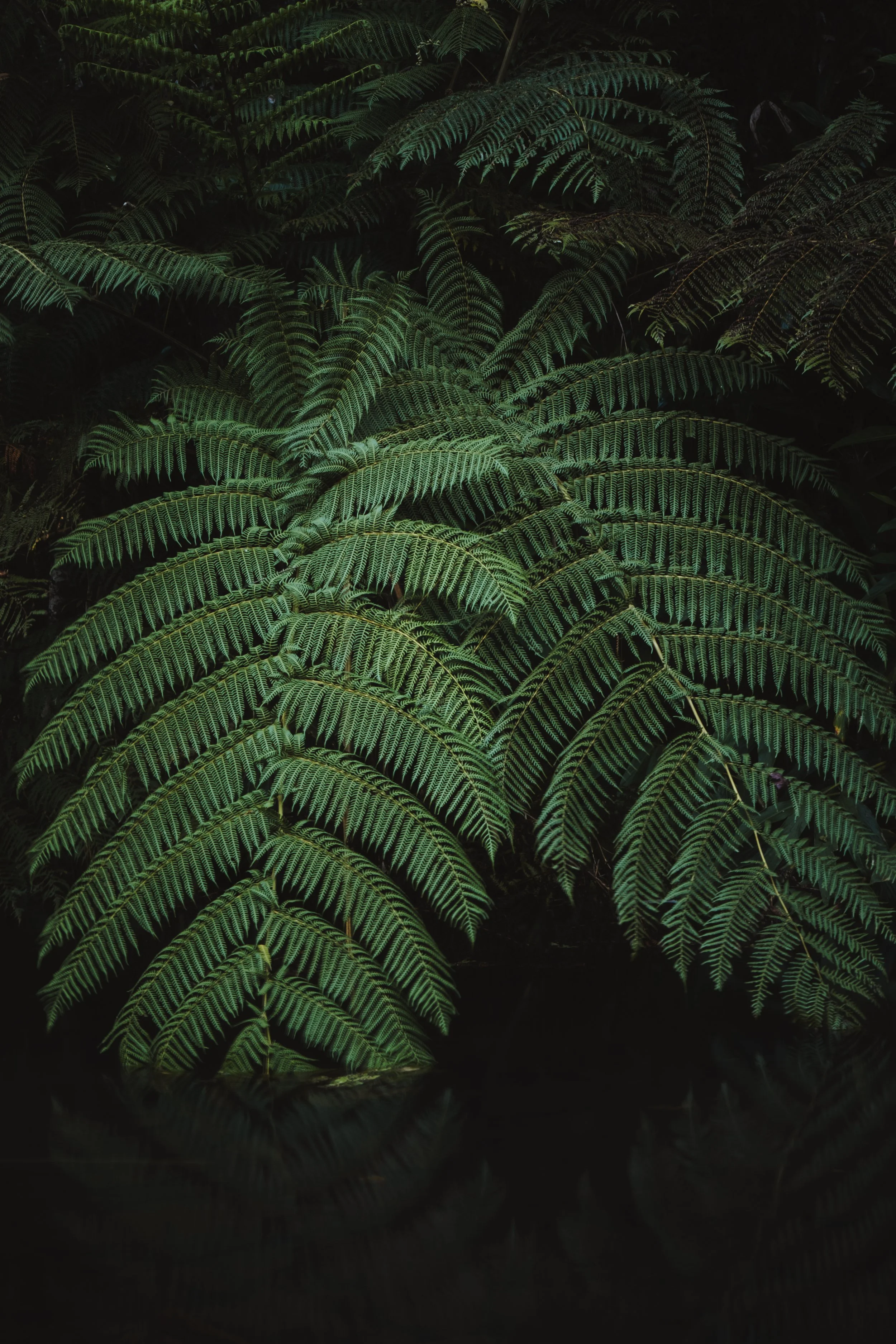 Feuilles de fougère vertes couvrant la majorité de l'image avec un fond sombre.