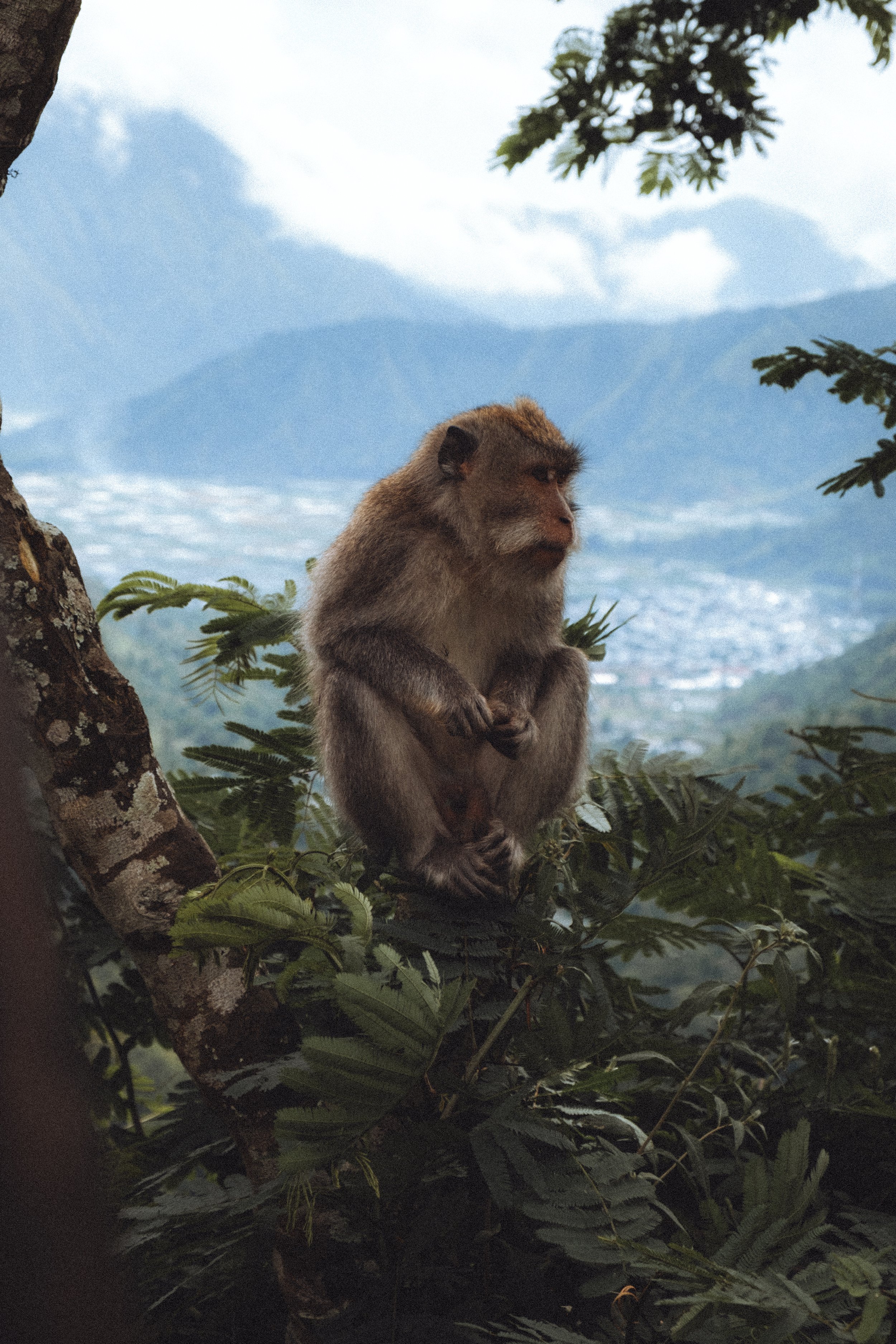 Un singe perché sur une branche d'arbre dans une forêt avec des montagnes en arrière-plan.