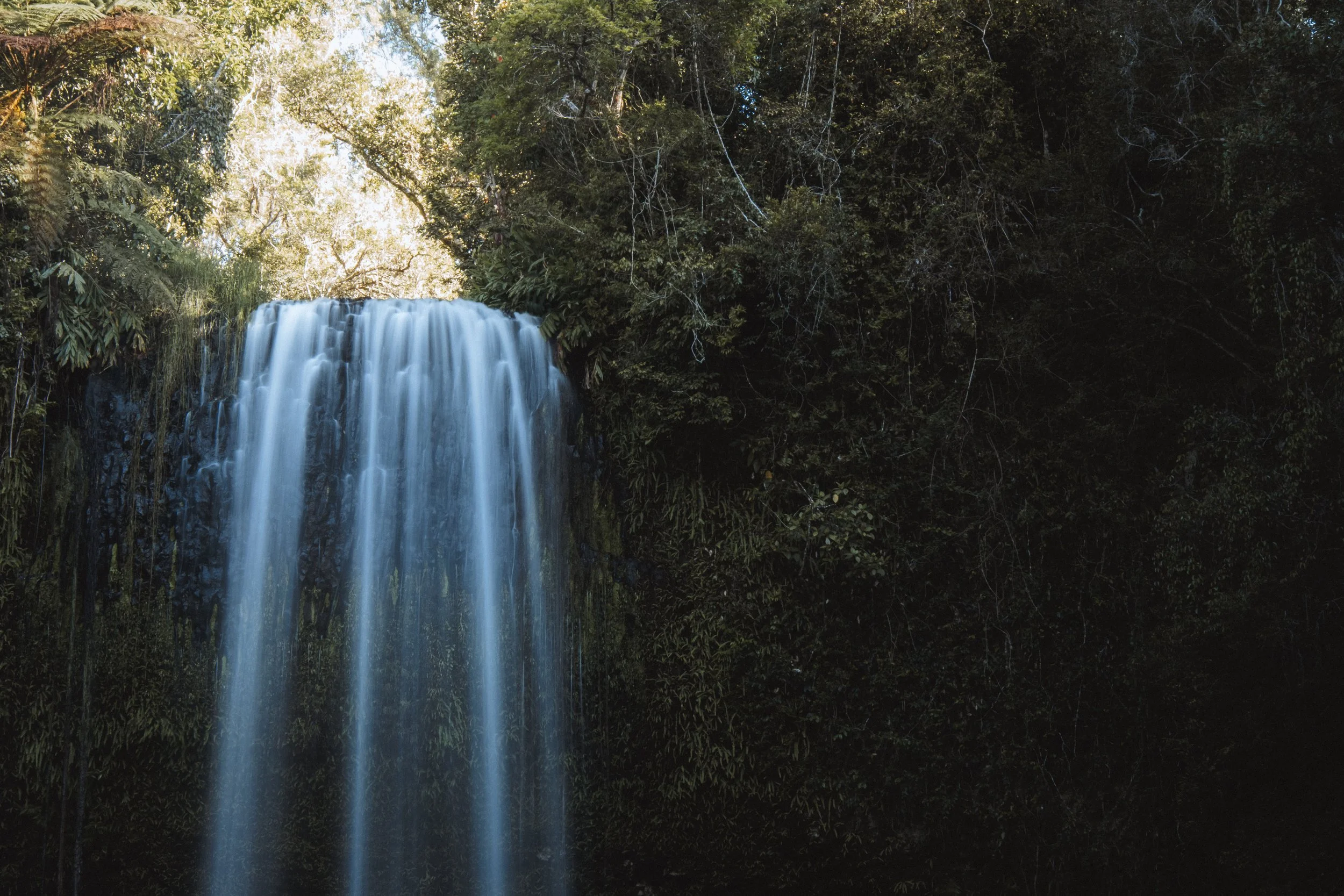 Une cascade dans une forêt dense