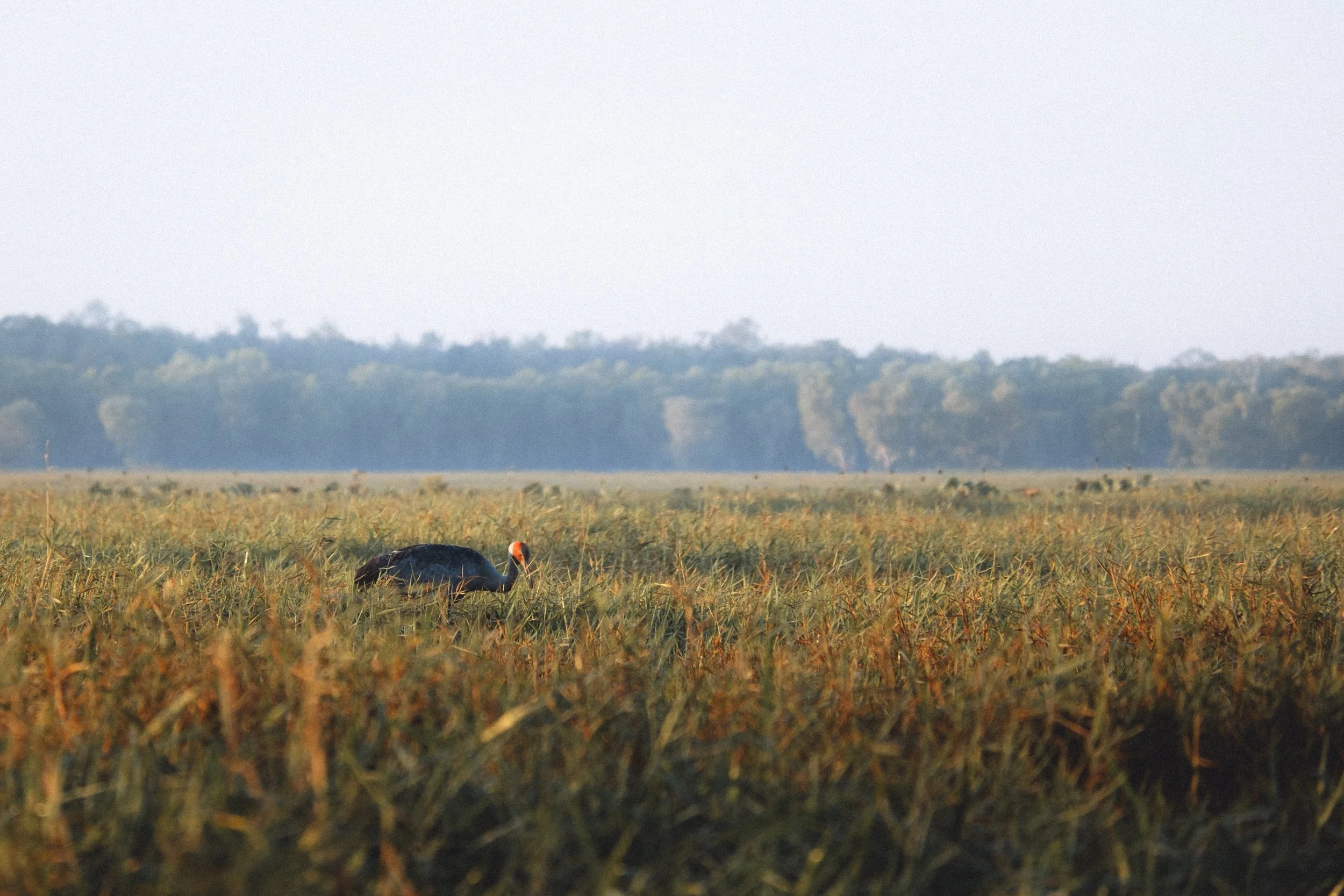 Un oiseau dans un champ de hautes herbes avec des arbres au loin et un ciel clair.