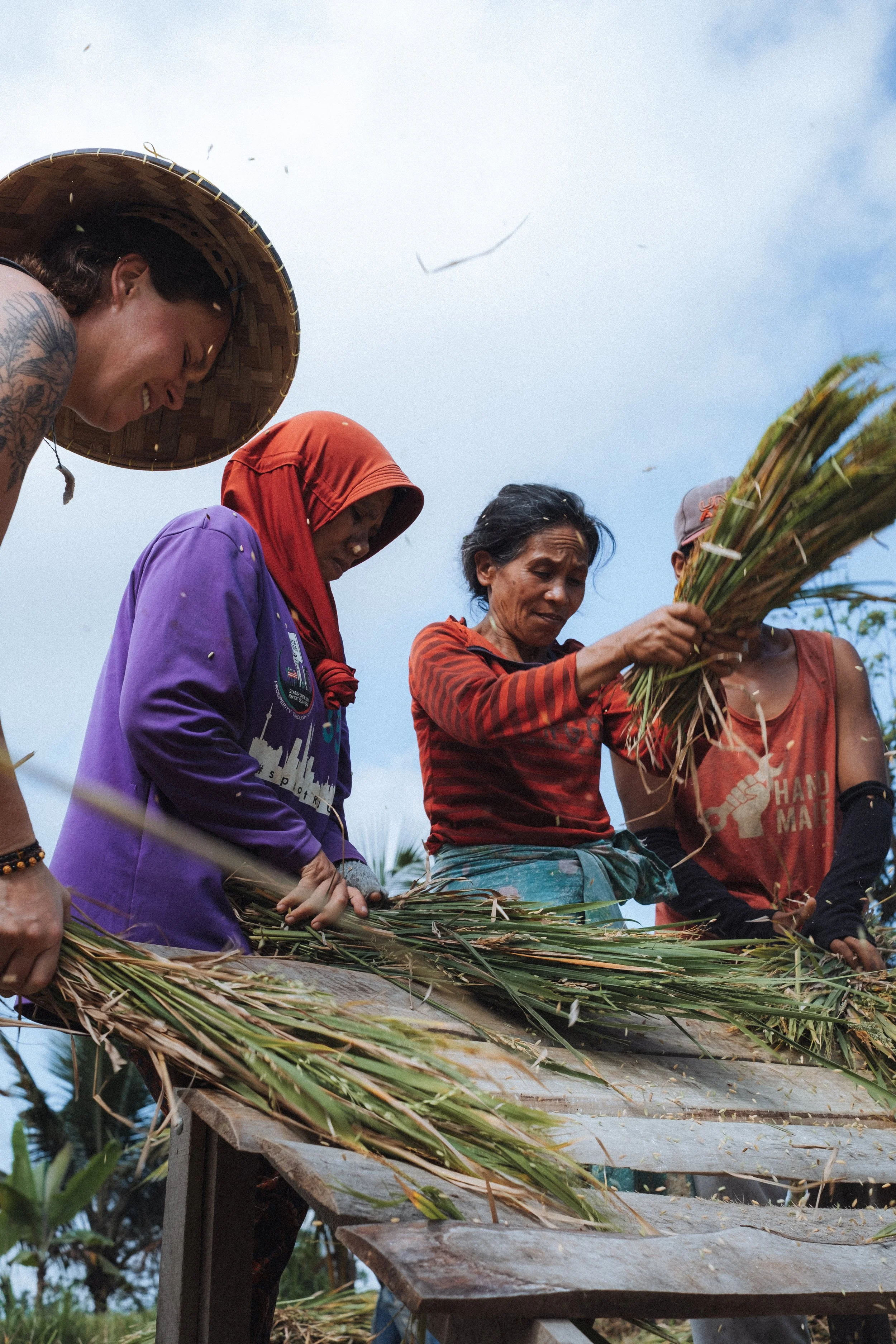 Quatre femmes récoltant des herbes ou des plantes dans un champ, en plein air, avec un ciel nuageux en arrière-plan.