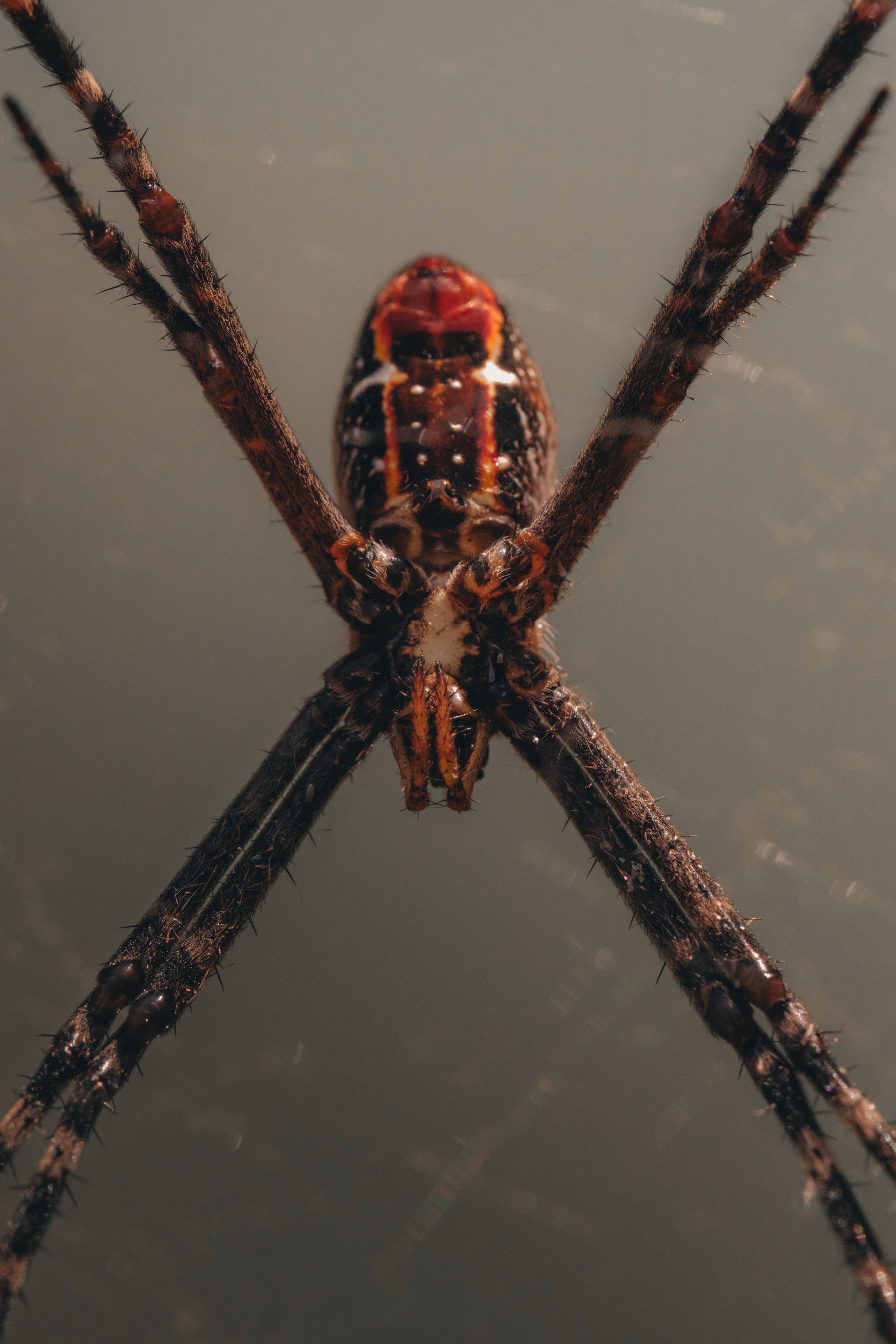 Une araignée tissant sa toile, vue en gros plan.