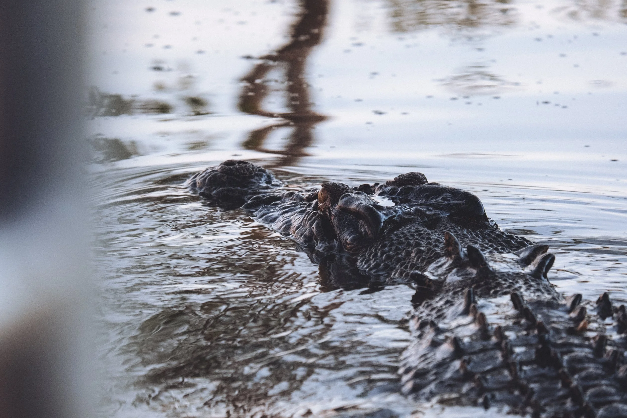 Un crocodile nage dans une rivière calme.