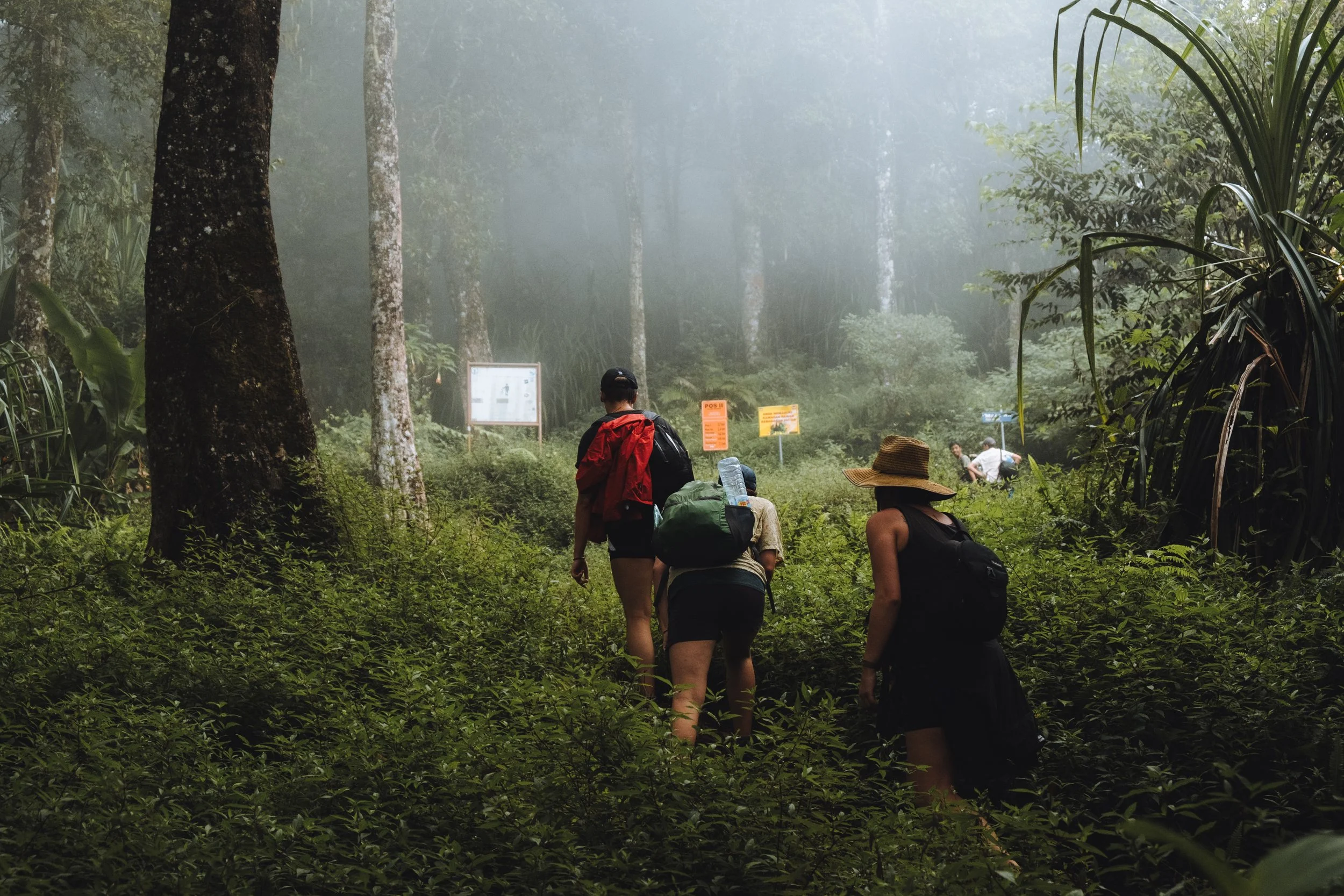 Groupe de personnes marchant dans une forêt dense sous la brume, équipées de sacs à dos et chapeaux de soleil.