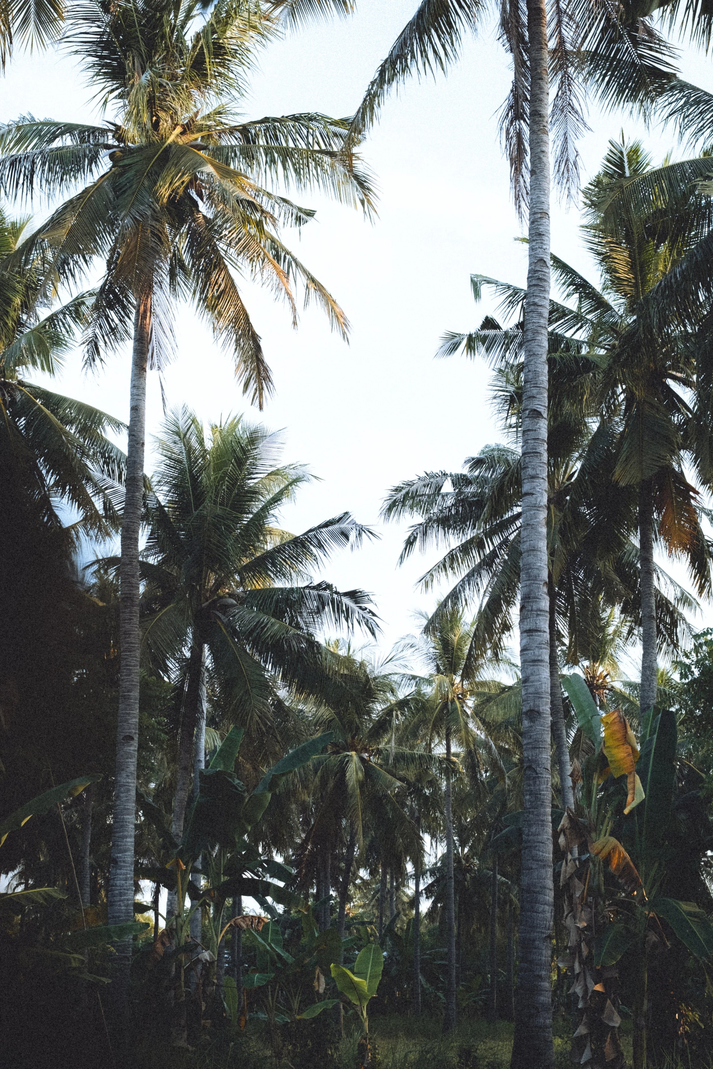 Une forêt de cocotiers dense avec un ciel clair visible entre les hautes palmiers. Gili Islands