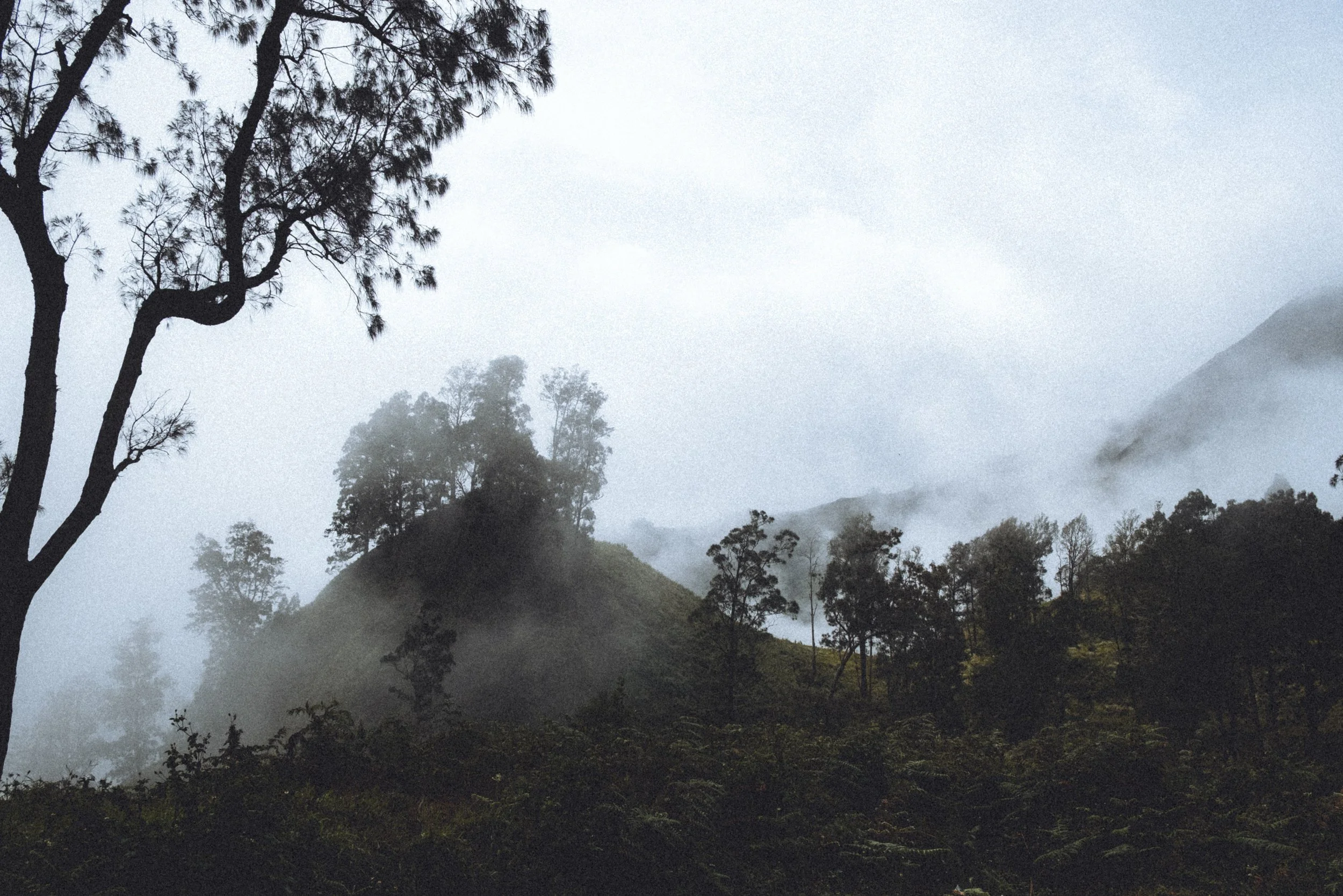 Paysage de montagnes avec forêt dense, arbres et brouillard en milieu naturel. Mont Rinjani
