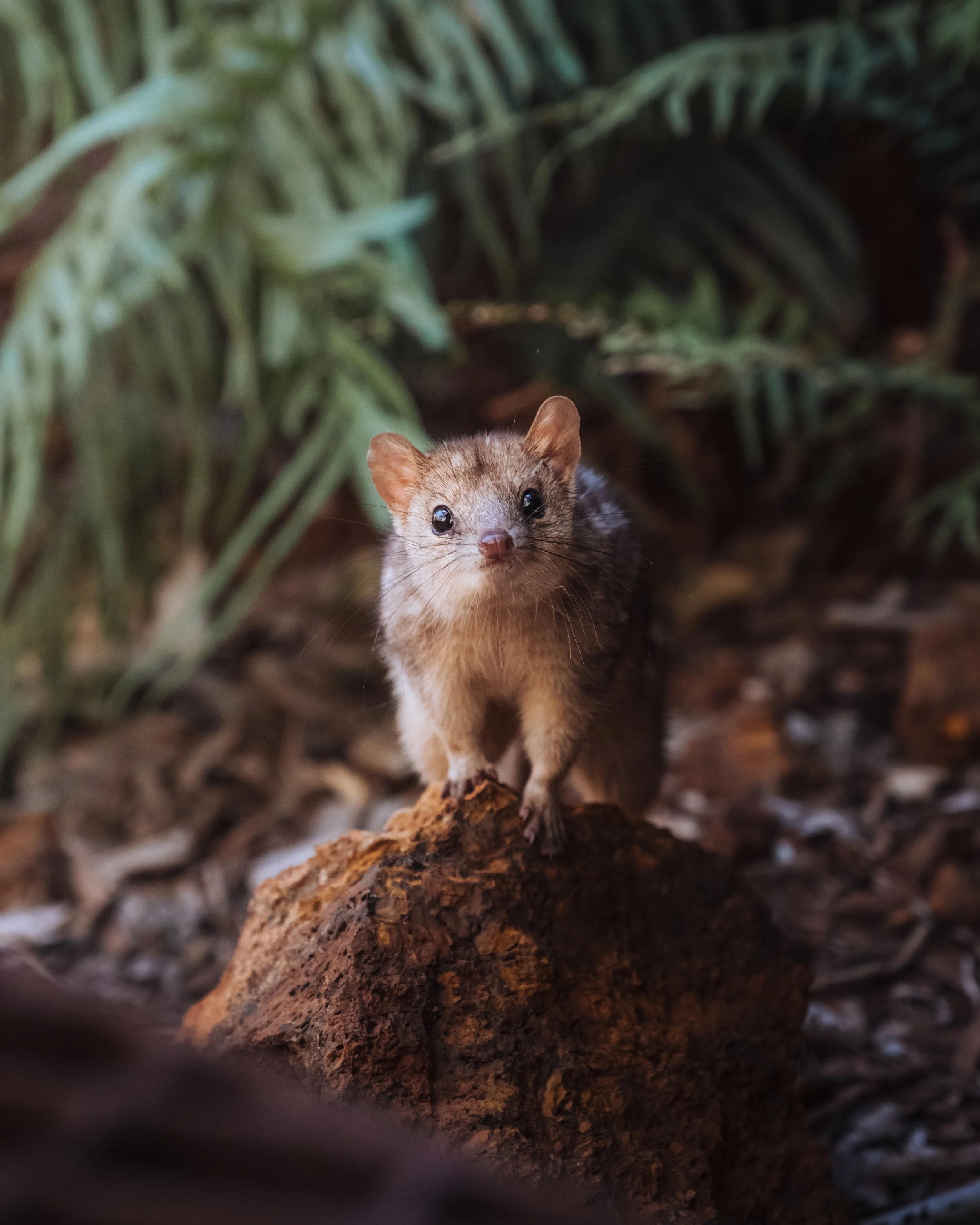 Chat Marsupial (Quoll) perché sur un rocher au sol dans la forêt, entourée de feuilles et de végétation.