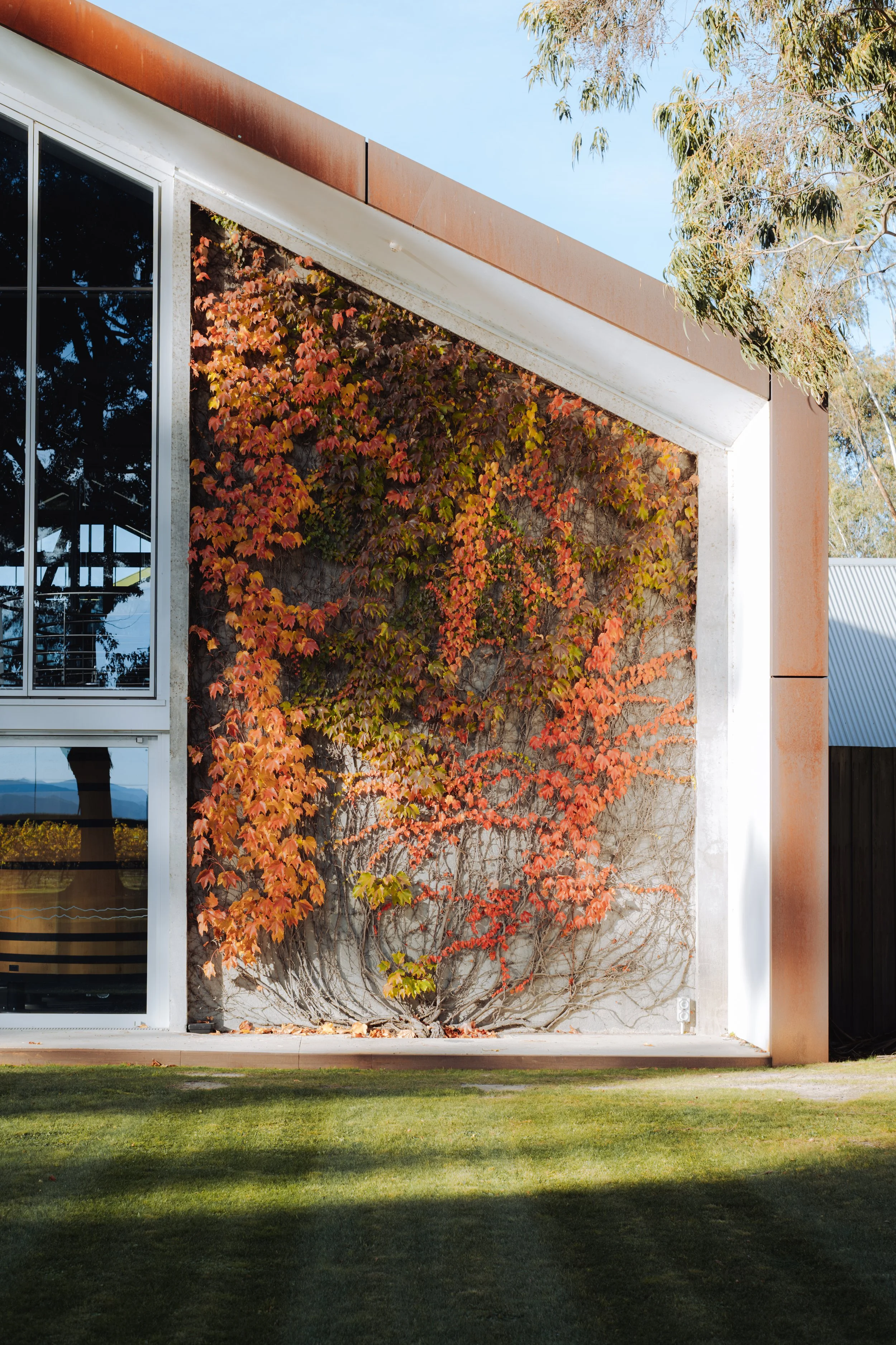 Vigne rouge qui grimpe sur un mur d'une maison moderne en verre et métal, avec un sol en gazon devant et des arbres au fond, sous un ciel bleu.