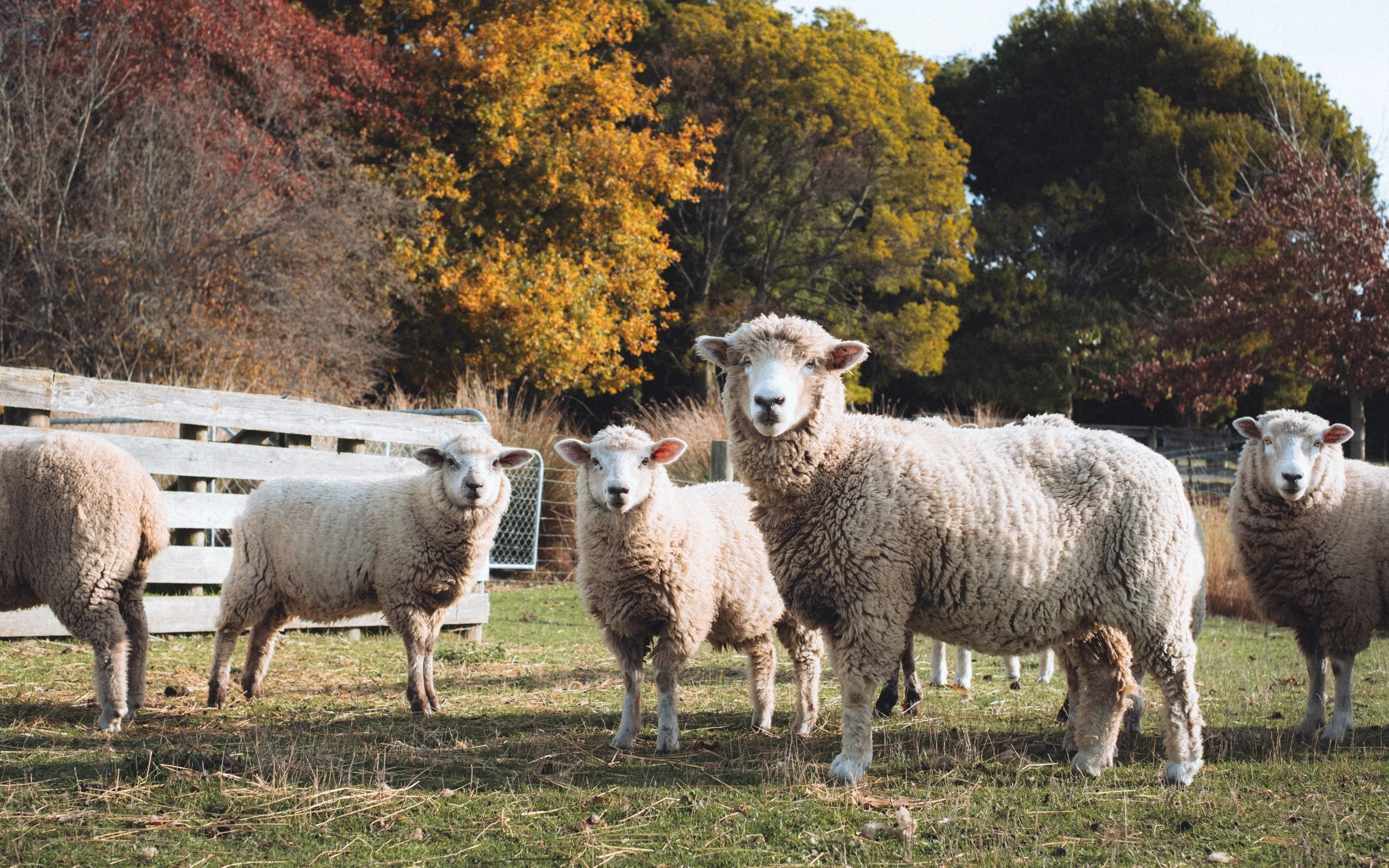 Un troupeau de moutons dans un champ avec des arbres aux couleurs d'automne en arrière-plan.