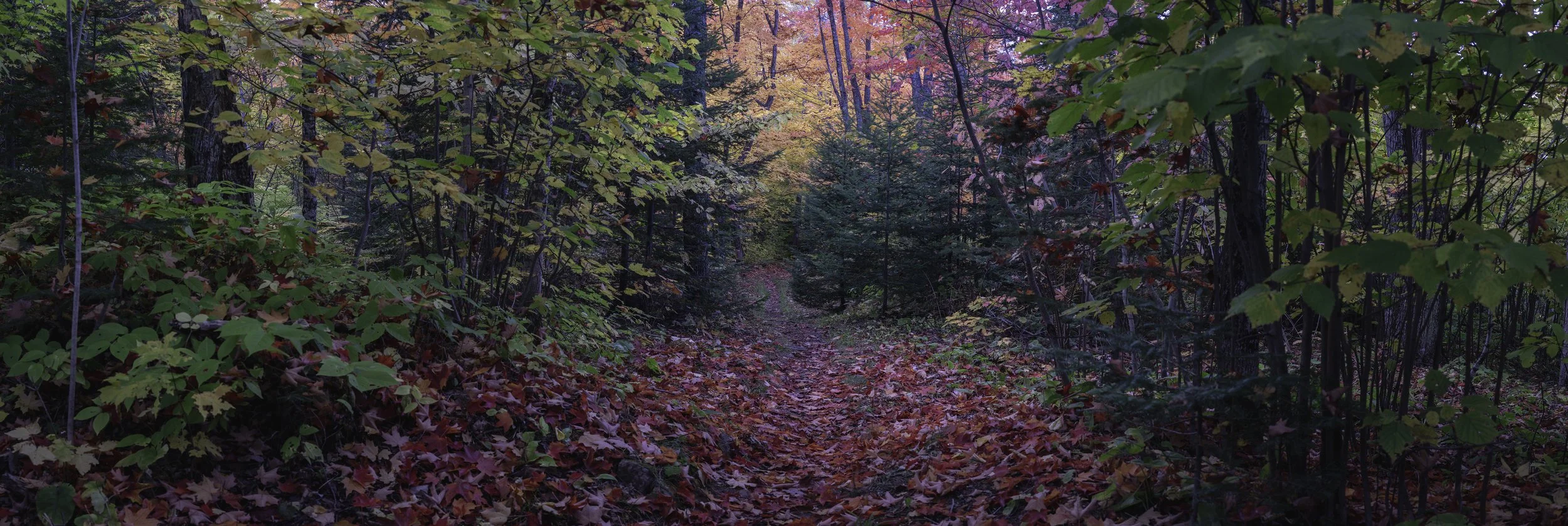 Shades of Autumn.jpg