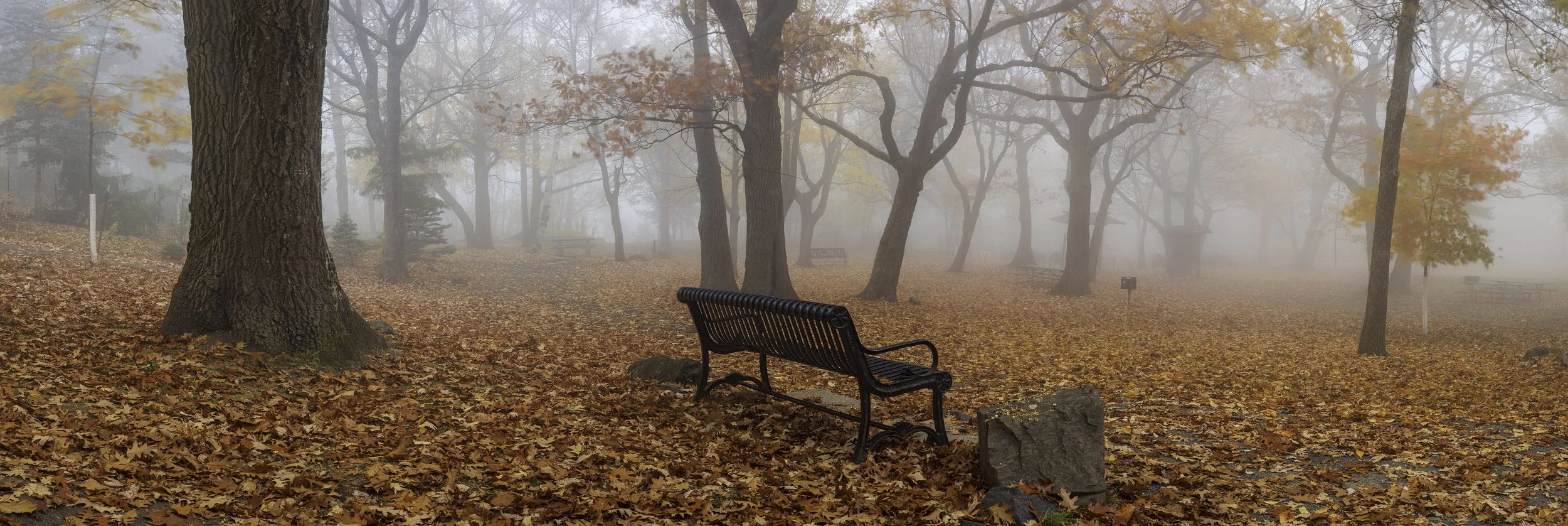 As the trees dance.jpg