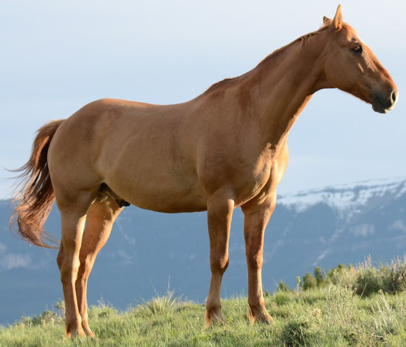 Red Light Therapy for Horses