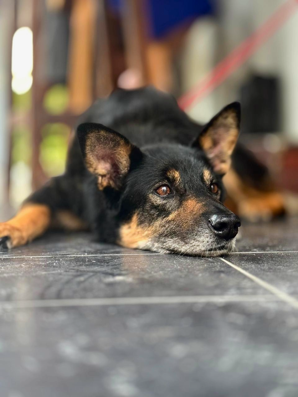 A black and tan dog lying flat on a tiled floor with its head resting on the ground, looking relaxed.