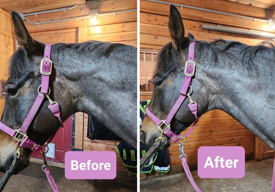 A side-by-side comparison of a gray horse with a purple halter in a barn. The left side labeled 'Before' shows the horse with a slightly uneven coat, while the right side labeled 'After' shows the horse with a smoother, shinier coat indicating groomi