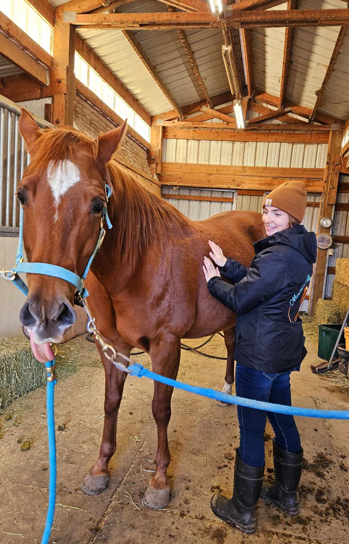 A young woman in a brown beanie and black jacket massaging a large chestnut horse inside a wooden barn. The horse is wearing a blue halter and is standing next to hay bales. The barn has a metal roof and wooden beams.