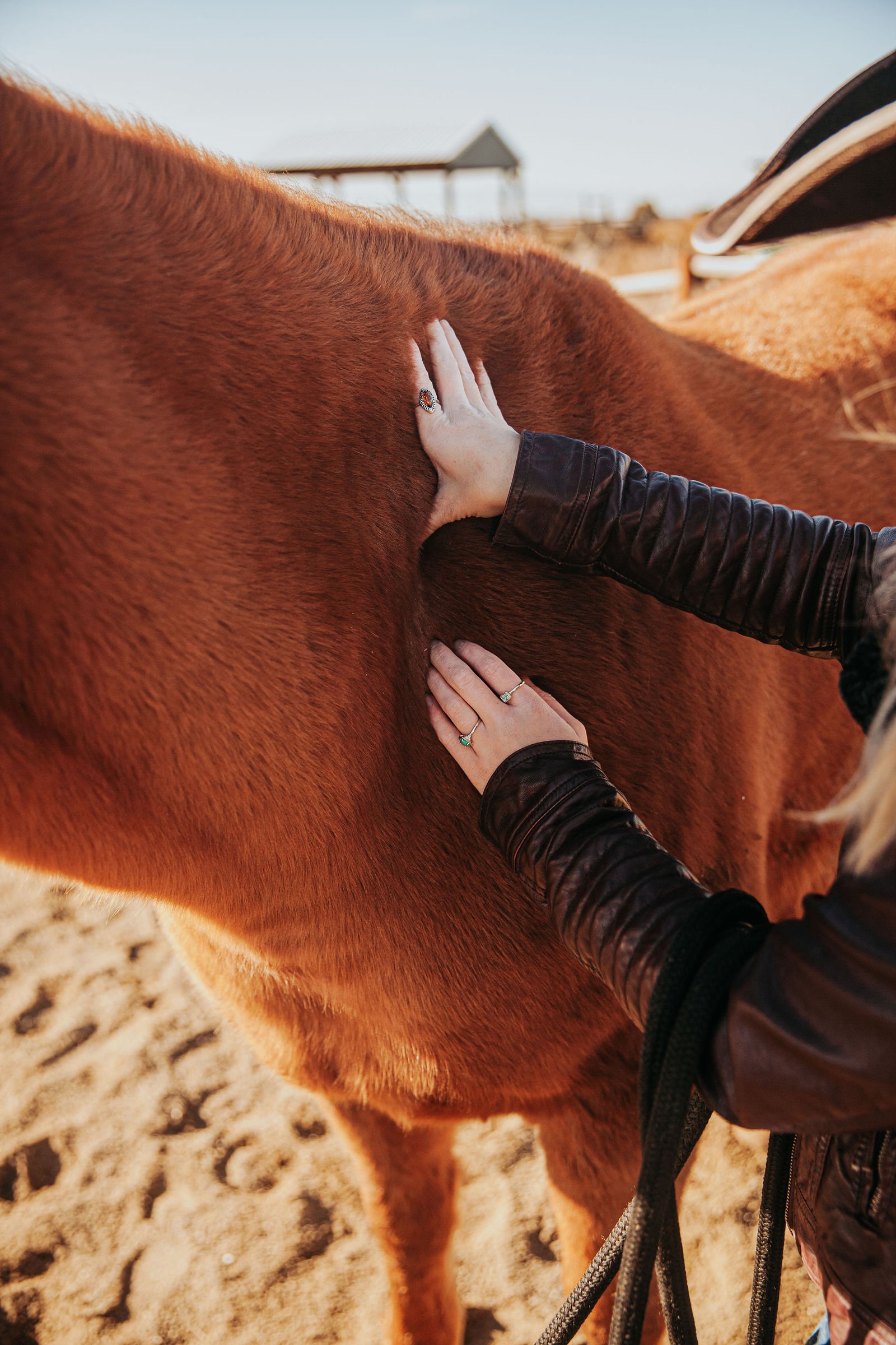 Anna Hatvany, owner of Mane Attraction Equine Solutions, massaging a chestnut-colored horse on a sunny day at a stable or farm.