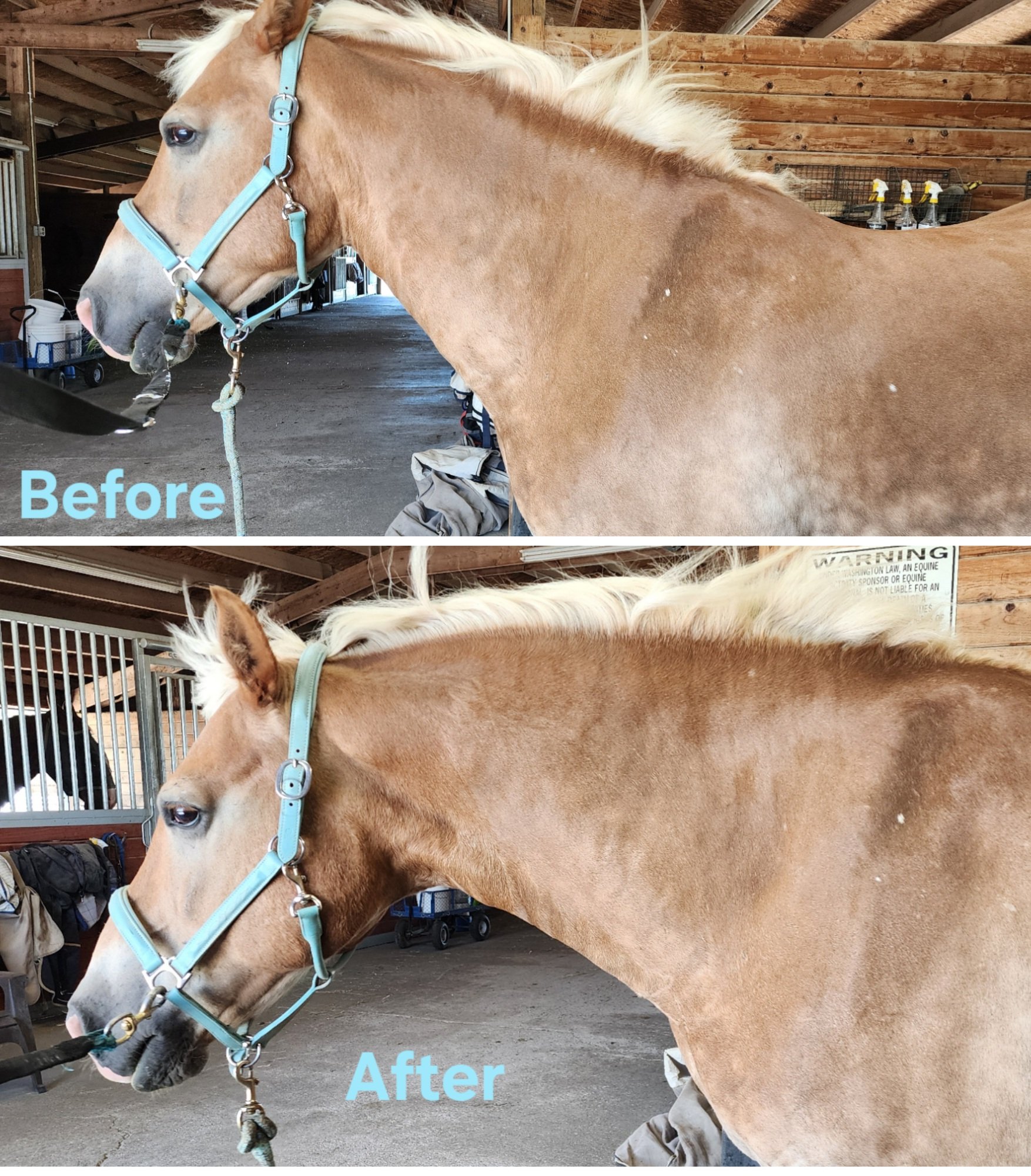 Comparison of a horse's side profile before and after grooming, showing a cleaner coat in the after image.