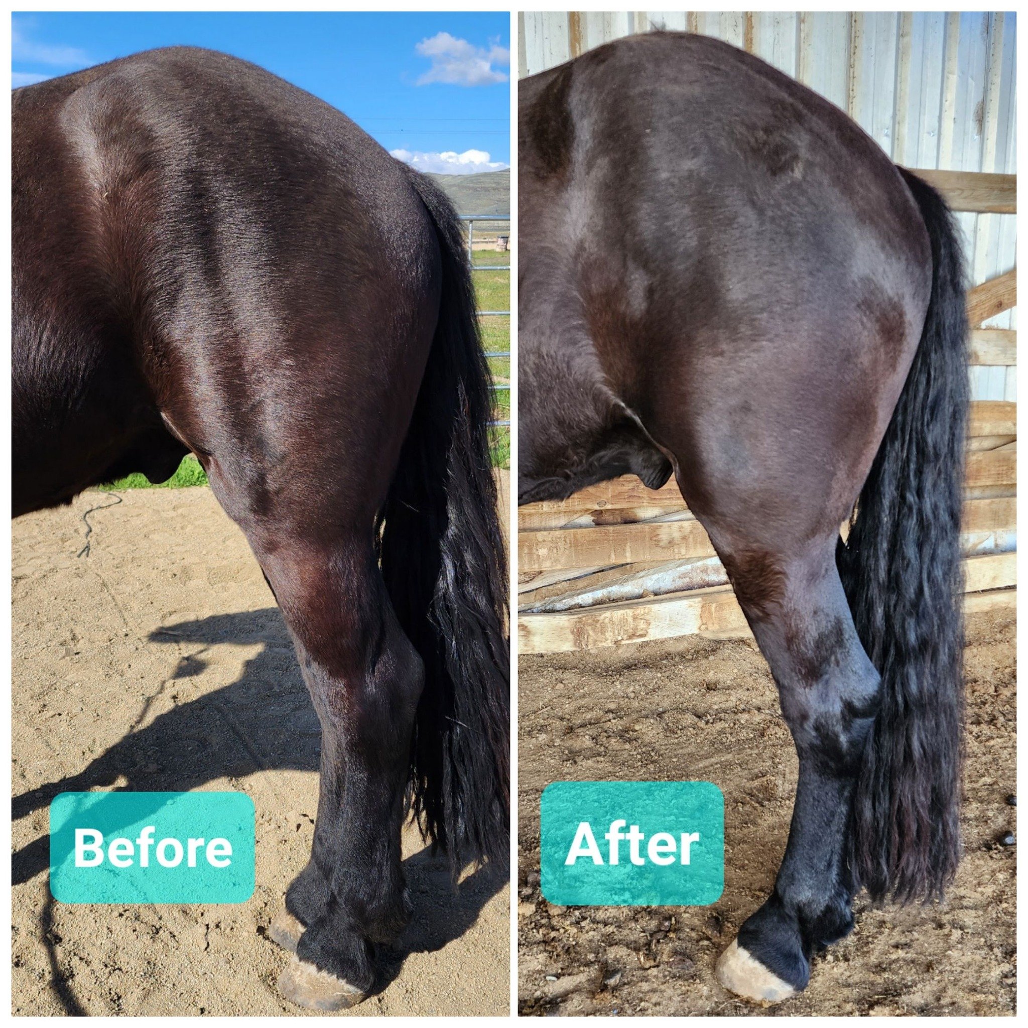 Comparison of a horse's hindquarters before and after grooming or cleaning. The