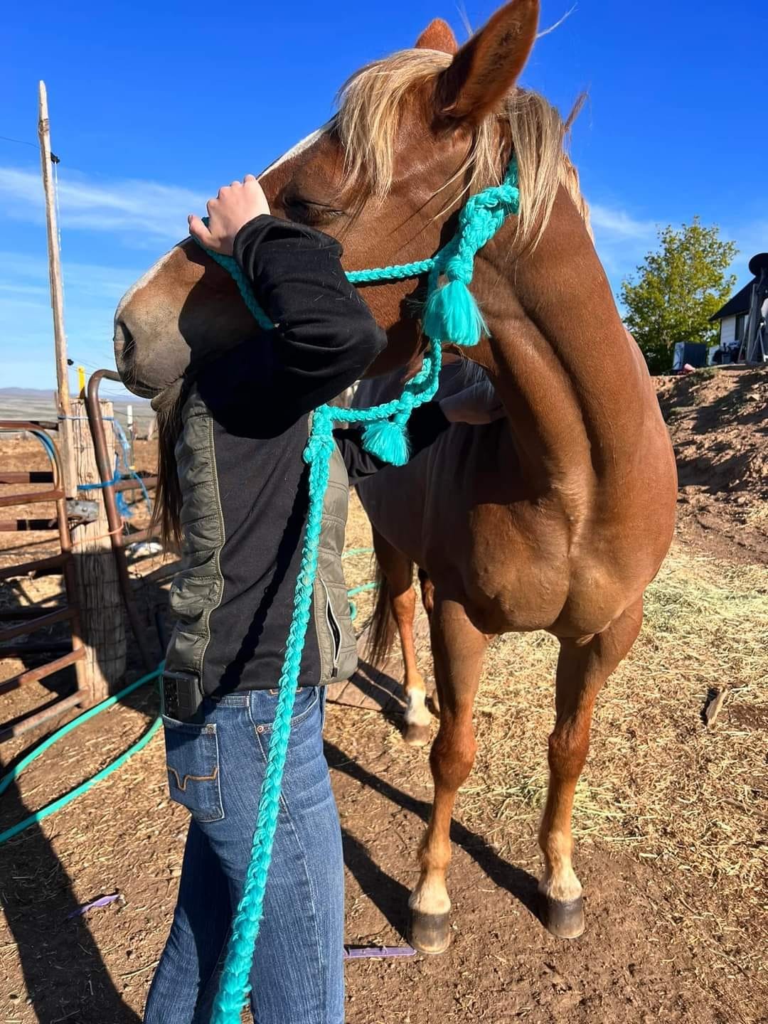 A person in a black jacket and blue jeans hugging a brown horse with a turquoise halter outdoors on a sunny day.