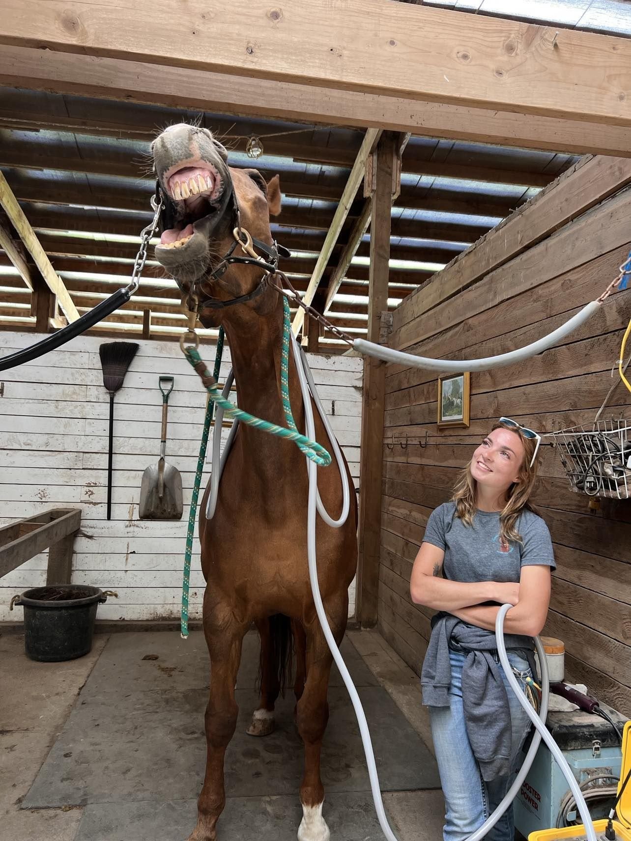 A woman with sunglasses on her head and arms crossed, standing in a barn, looking up at a horse that has a humorous mask with a wide, toothy grin.