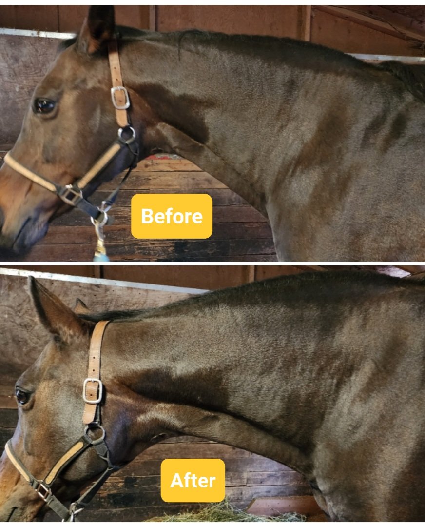 Side-by-side photos of a brown horse in a stable. The top photo labeled "Before" shows the horse with a rough, uneven coat and some flaking. The bottom photo labeled "After" shows the same horse with a smooth, shiny coat and healthier appearance.