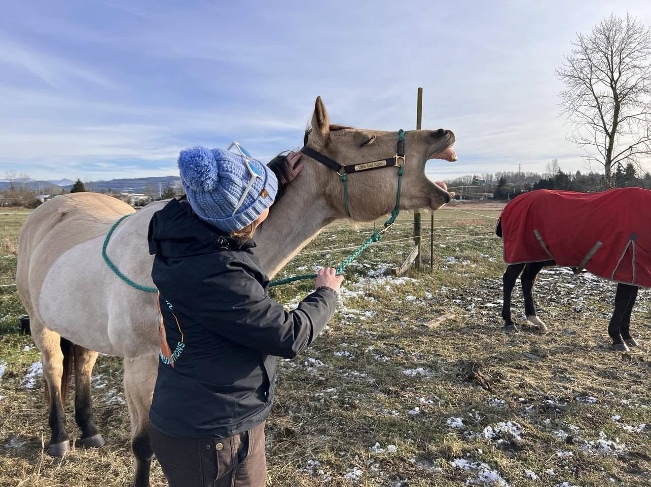 A person in a black jacket and blue knit hat interacts with a light-colored horse, which has its mouth open wide and appears to be yawning or neighing, in an outdoor field during daytime. There are other horses in the background, some covered with re
