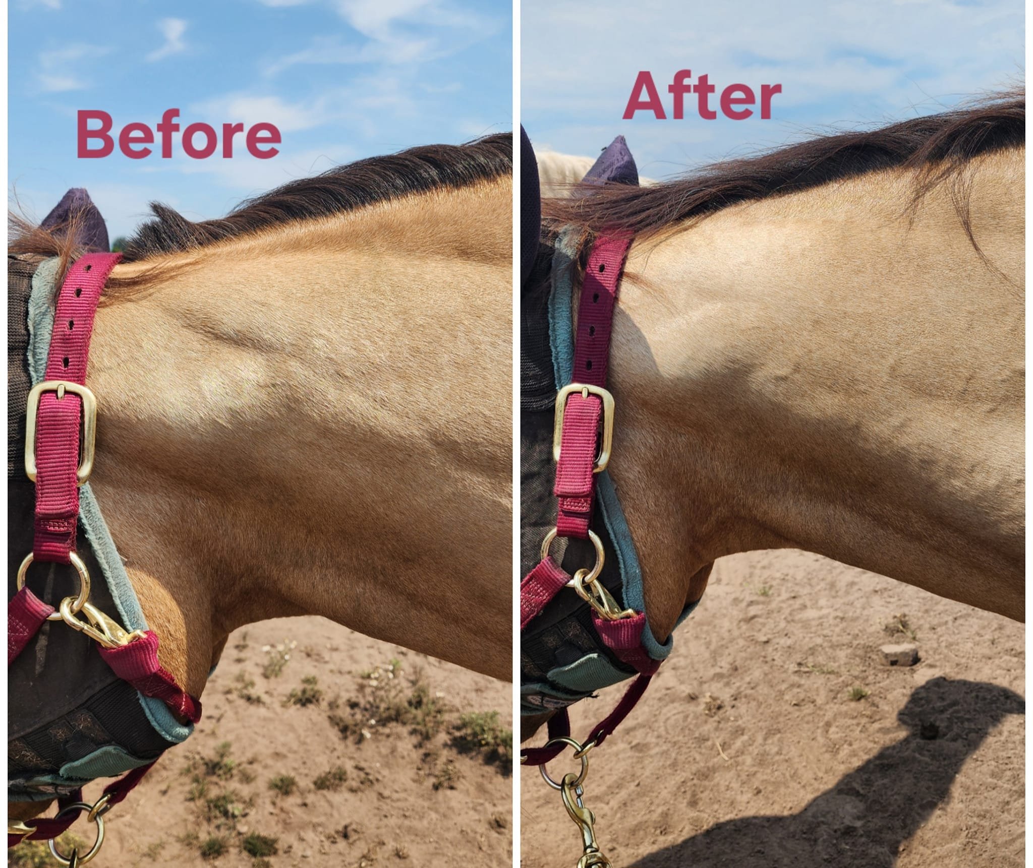 Comparison of a horse's neck before and after grooming, showing a cleaner, shinier coat after grooming.