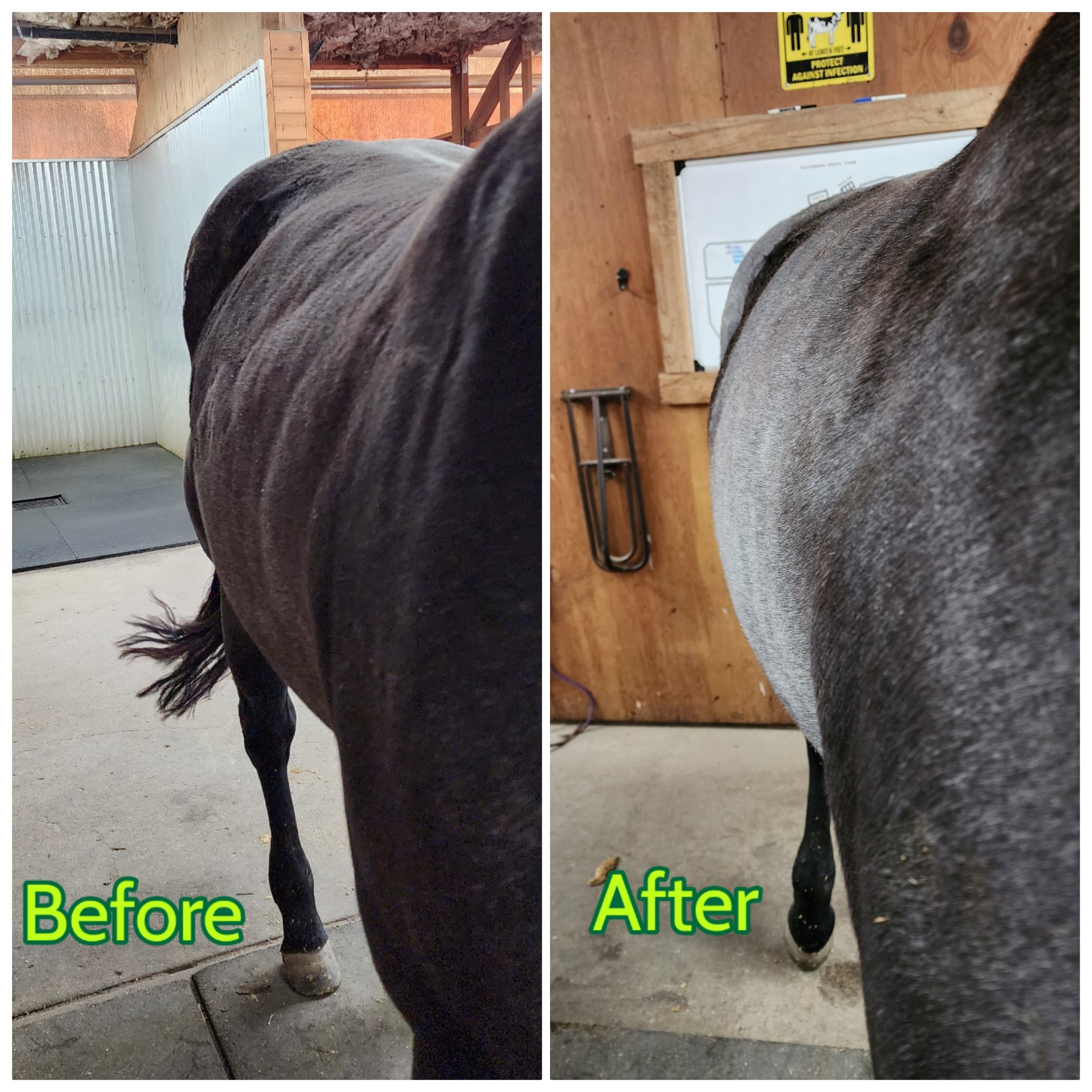 Comparison photo of a horse's hindquarters before and after grooming. The left side shows a horse with a smooth, shiny coat, labeled 'Before.' The right side shows the same horse's coat after grooming, with a more lustrous, well-maintained appearance