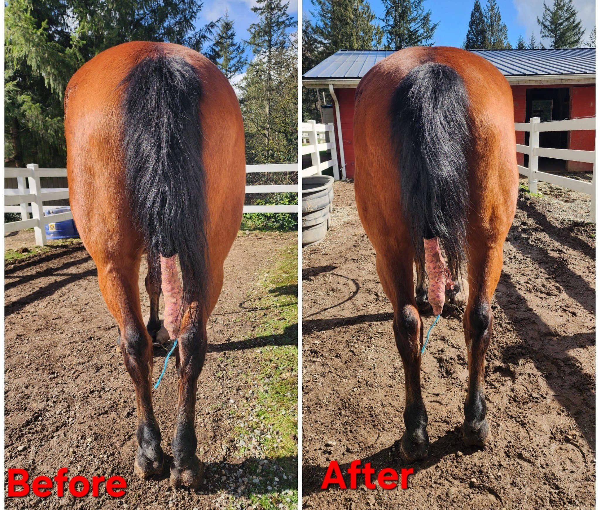 Side-by-side comparison of a horse's back legs before and after cleaning, with the 'Before' image showing mud and dirt and the 'After' image showing clean legs. Both images have the labels 'Before' and 'After' in red text.