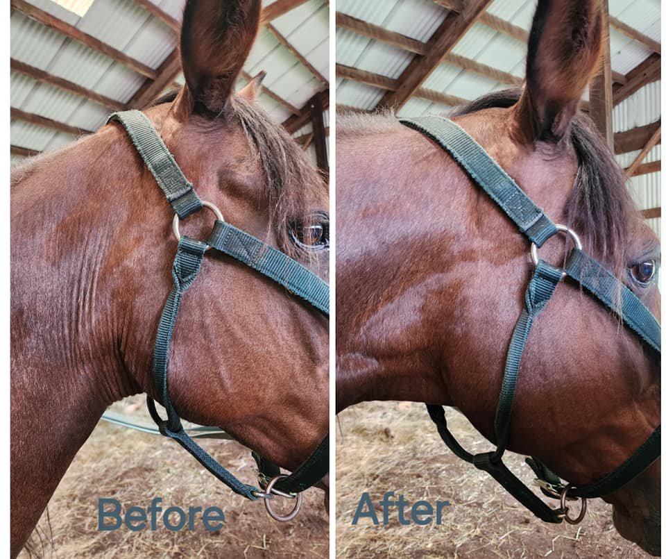 Comparison photo of a brown horse wearing a halter, showing its face and neck inside a barn. The left side labeled "Before" displays the horse with visible skin irritation or scratches, while the right side labeled "After" shows the skin looking heal