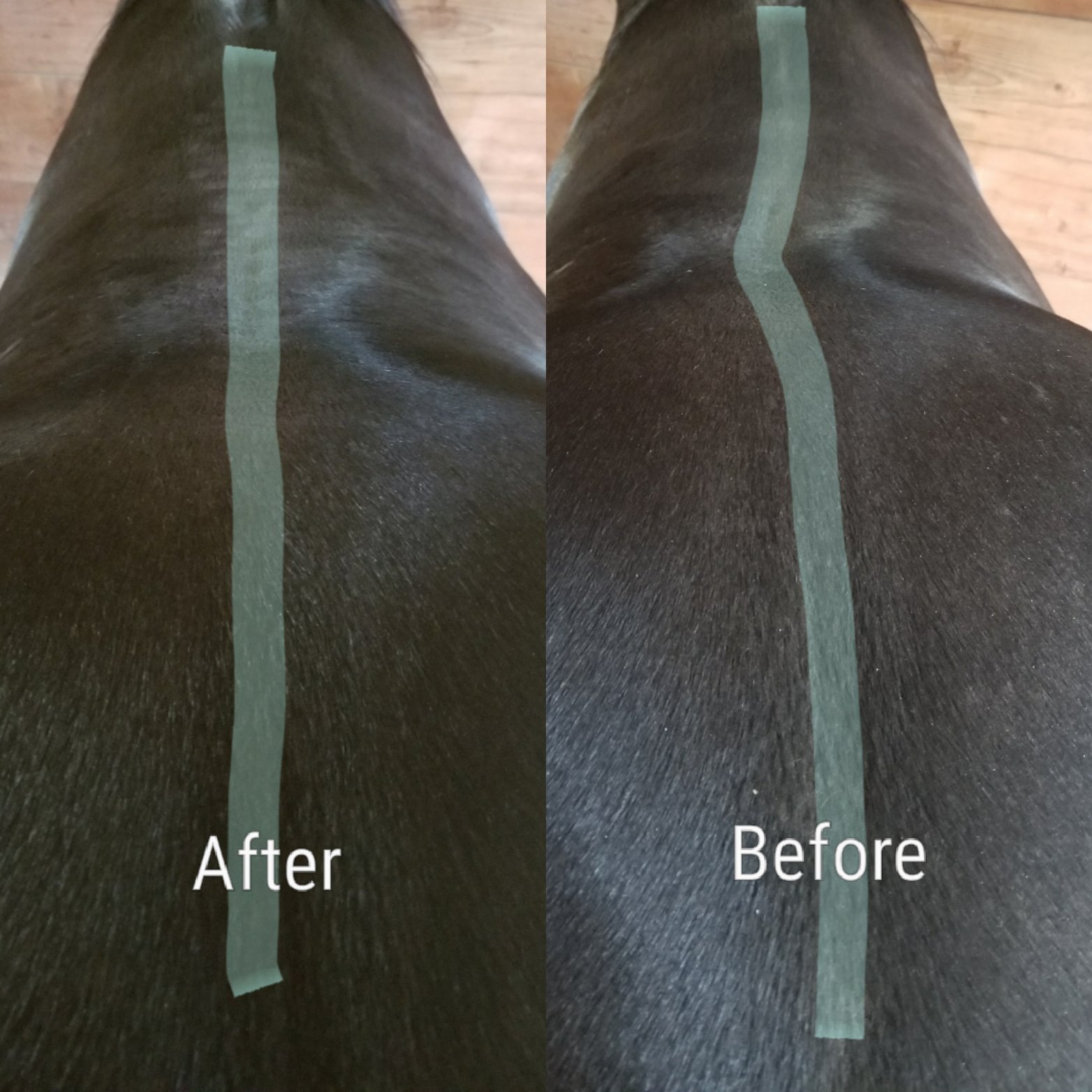 Comparison of a horses back, showing the left side after treatment and the right side before, highlighting the improvement in muscle and soft tissue appearance.