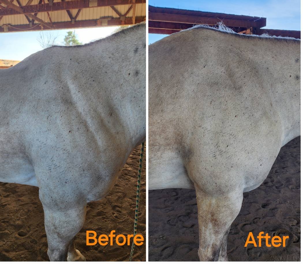 Side-by-side comparison photo of a white horse's side and hindquarters, showing a change in coat condition with improvement after grooming or care. The left side labeled 'Before' shows a dirty, dull coat, while the right side labeled 'After' shows a