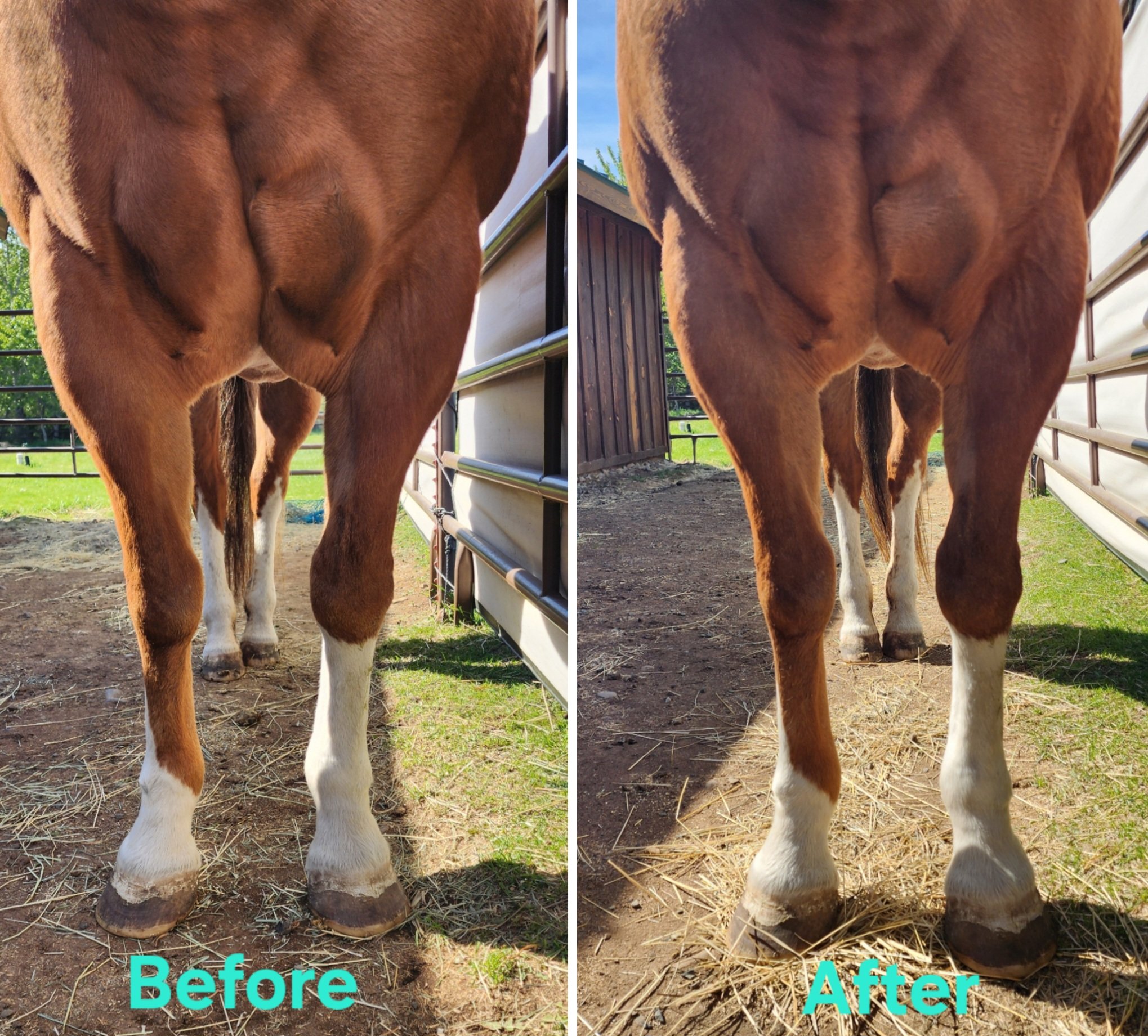 Side-by-side comparison of a horse's legs and hooves, showing dirt and mud in the 'Before' image and clean hooves in the 'After' image, with the horse standing in a paddock.