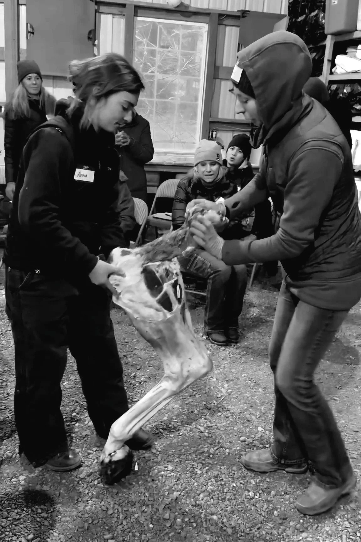 Two people are gently handling a carcass of a horse, in a barn with several people observing, as it is a class to study the anatomy of a horse.